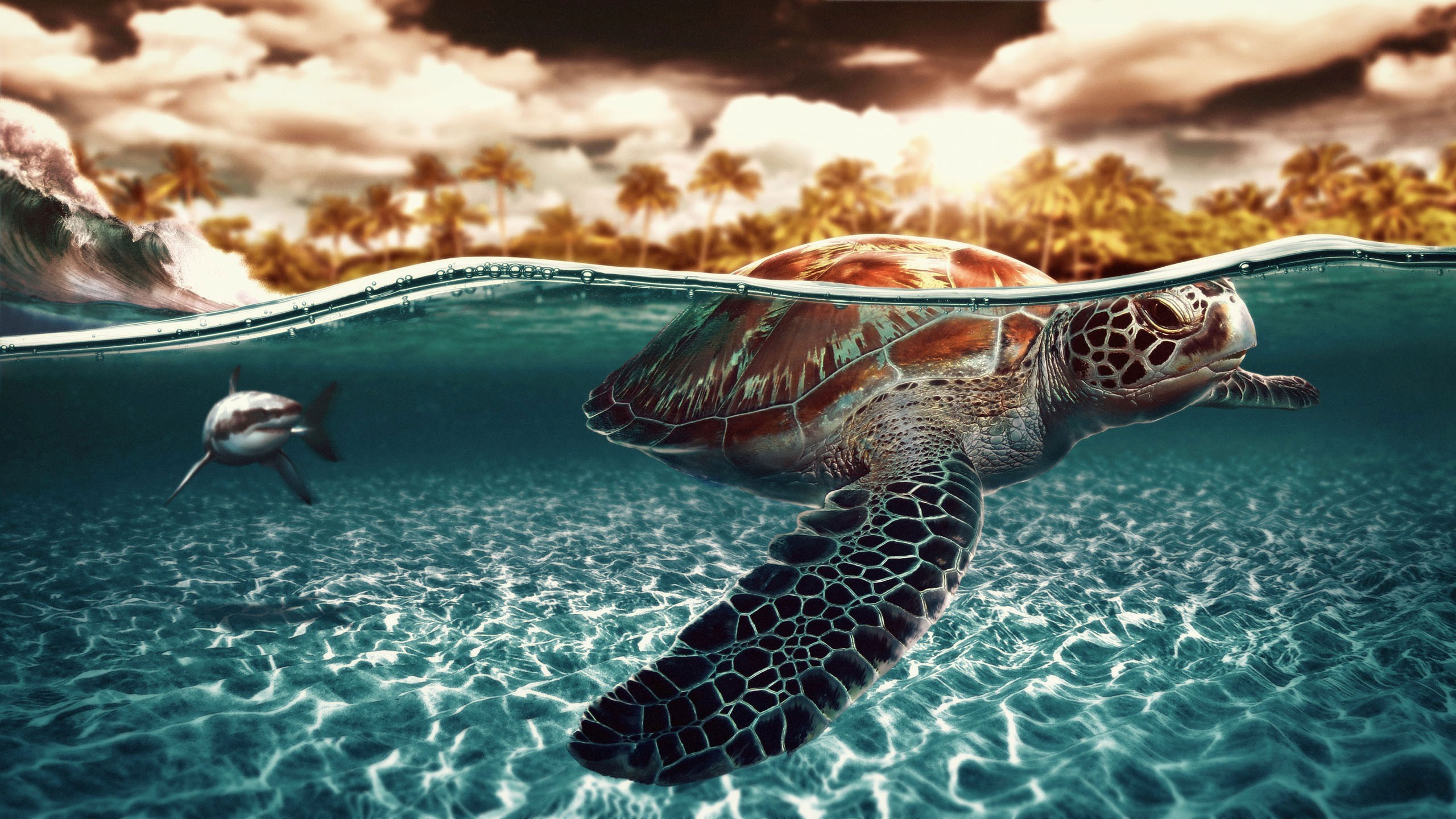 Free Turtle Background Download