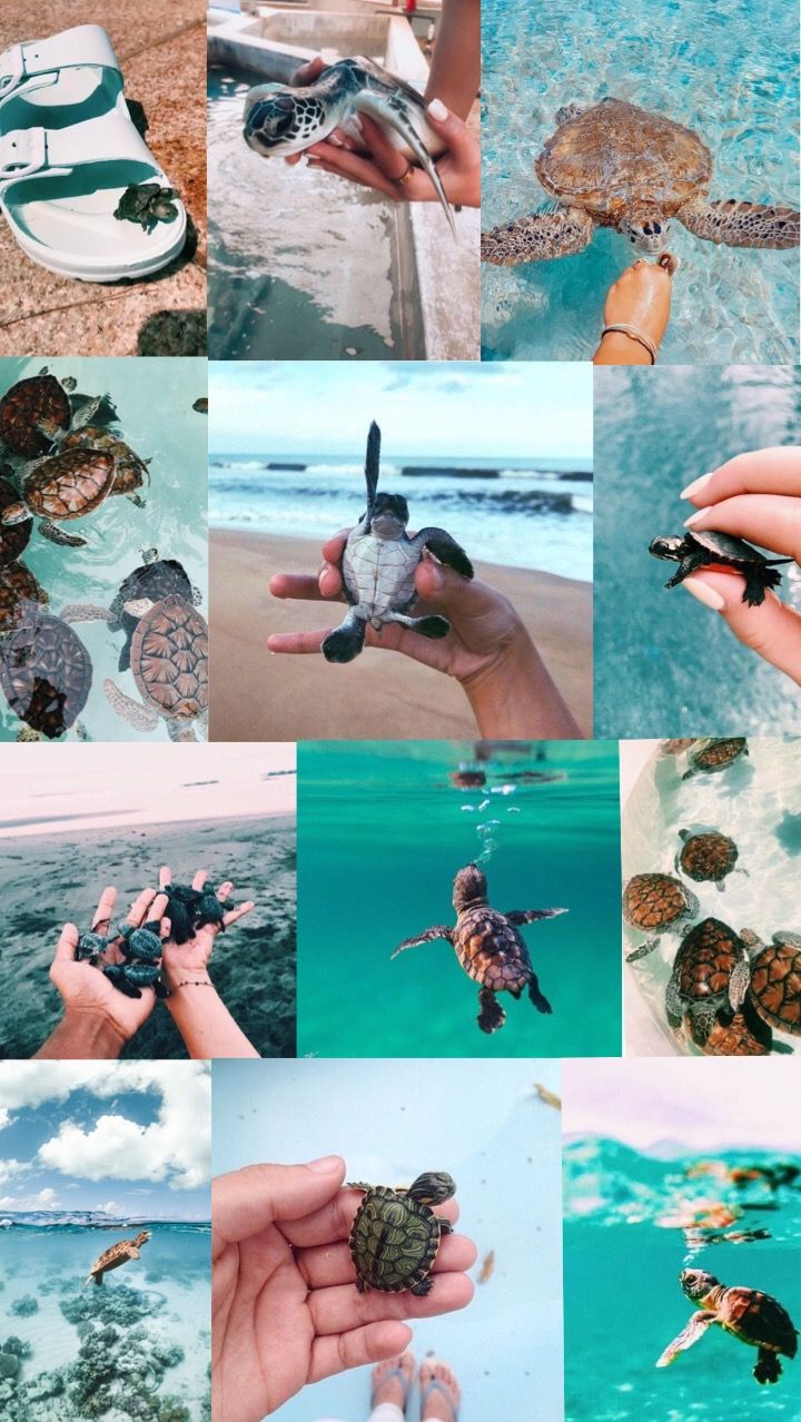 A collage of photos of turtles, some being held in hands, some swimming in the ocean, and some on a beach. - Turtle