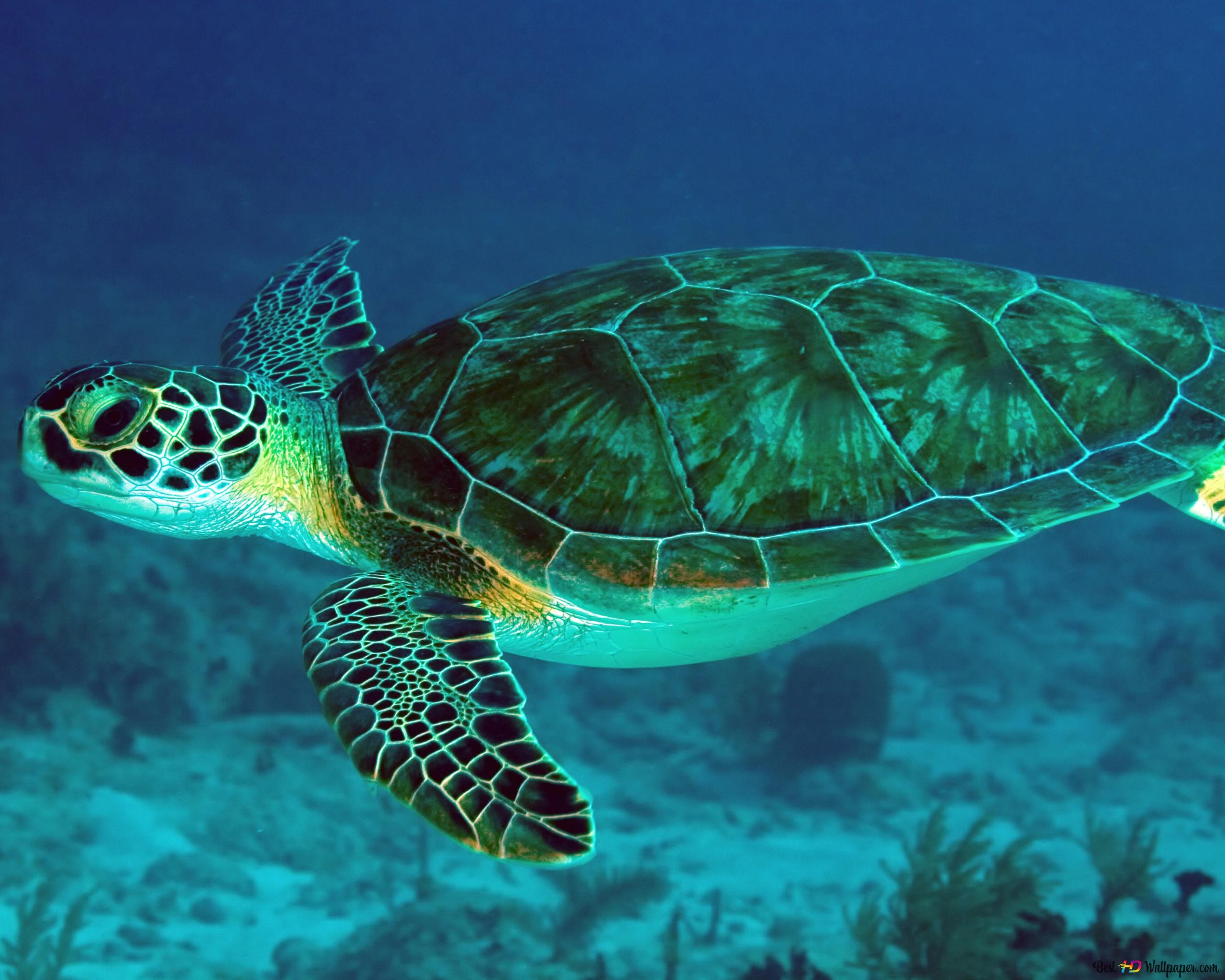 A green sea turtle swimming in the ocean - Turtle