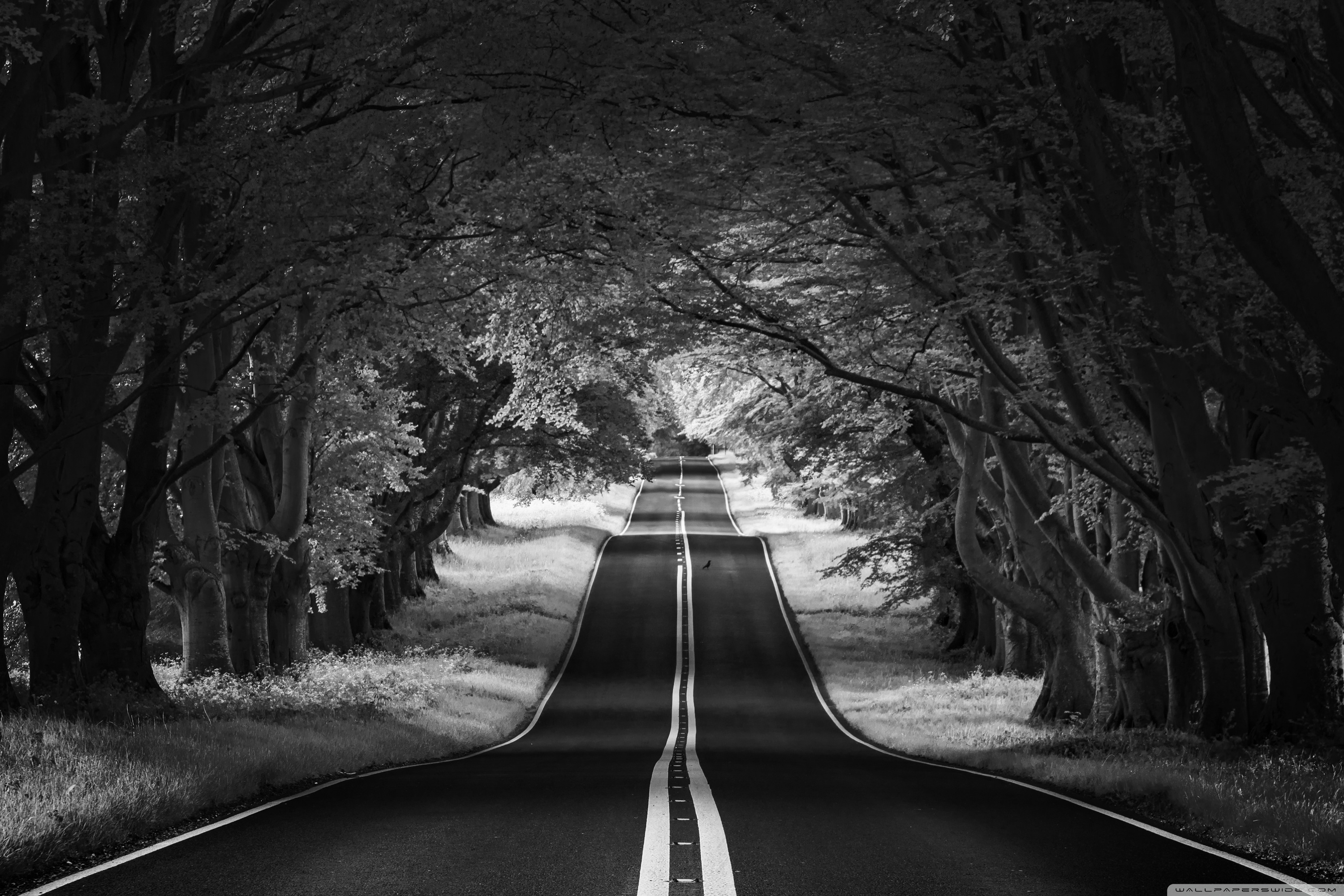 A black and white photo of an empty road - Road, landscape