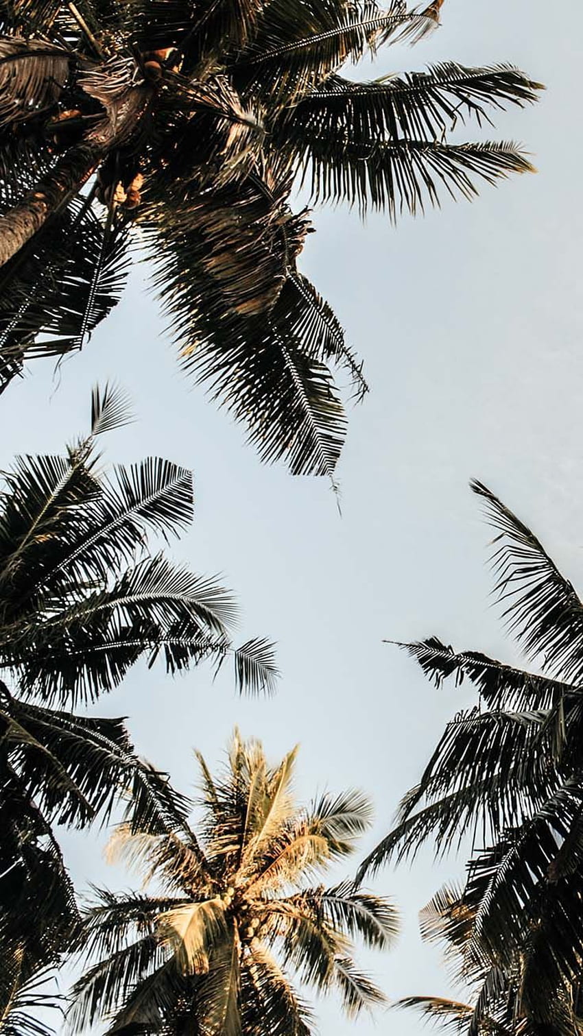 A beautiful shot of palm trees against a clear sky. - Coconut, palm tree
