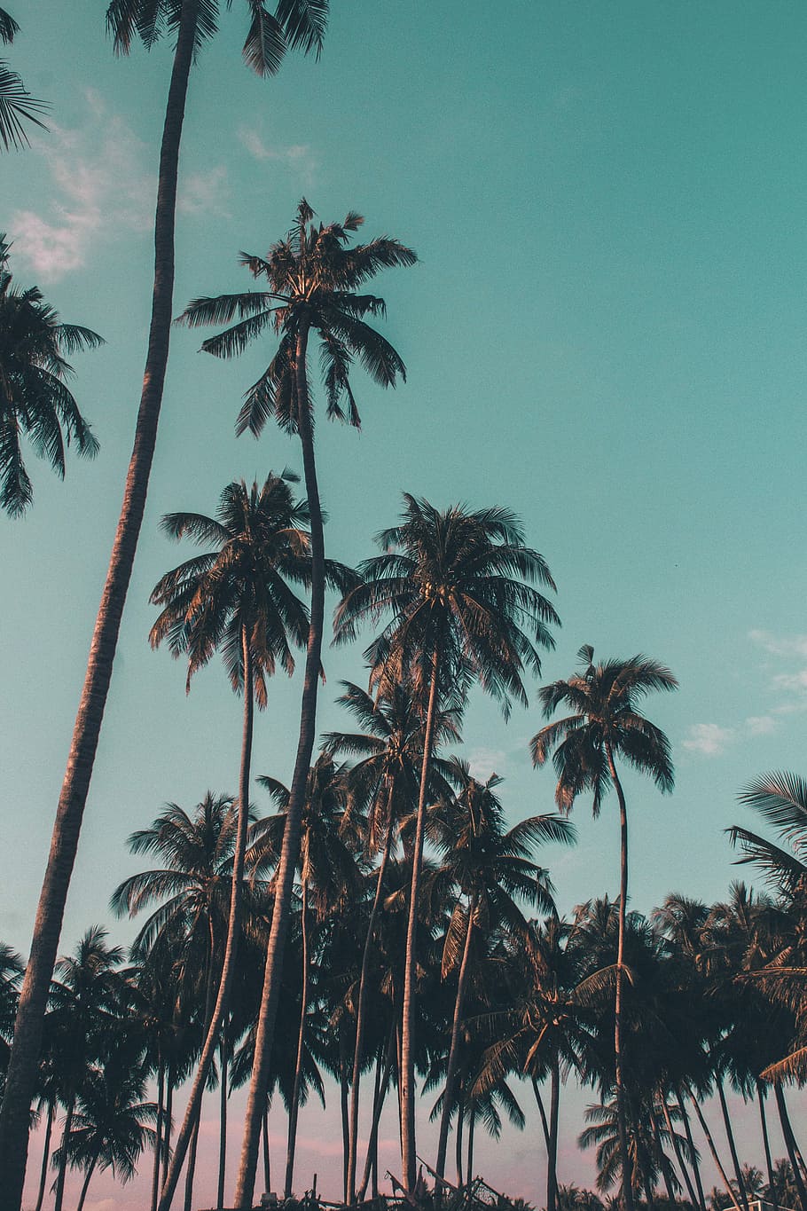 Palm trees in the sunset - Coconut