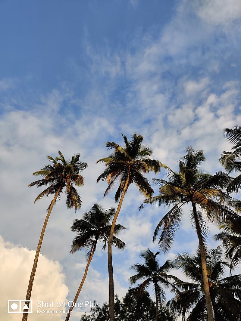 A bunch of palm trees that are in the sky. - Coconut, palm tree