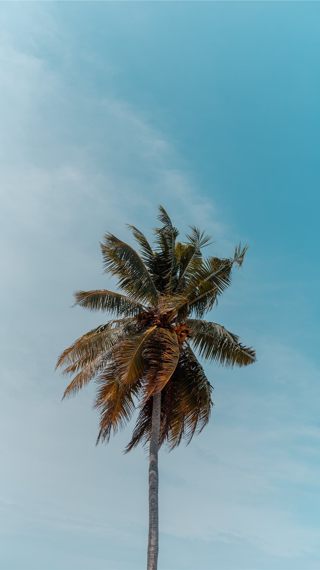 green coconut tree under blue sky Wallpaper. Palm trees wallpaper, Tree wallpaper iphone, Blue sky wallpaper
