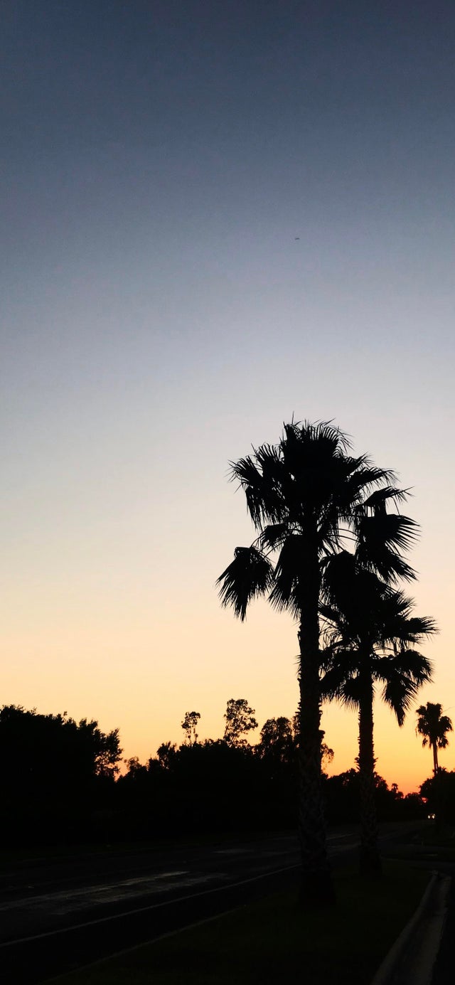 Palm Trees in a Texas Sunset