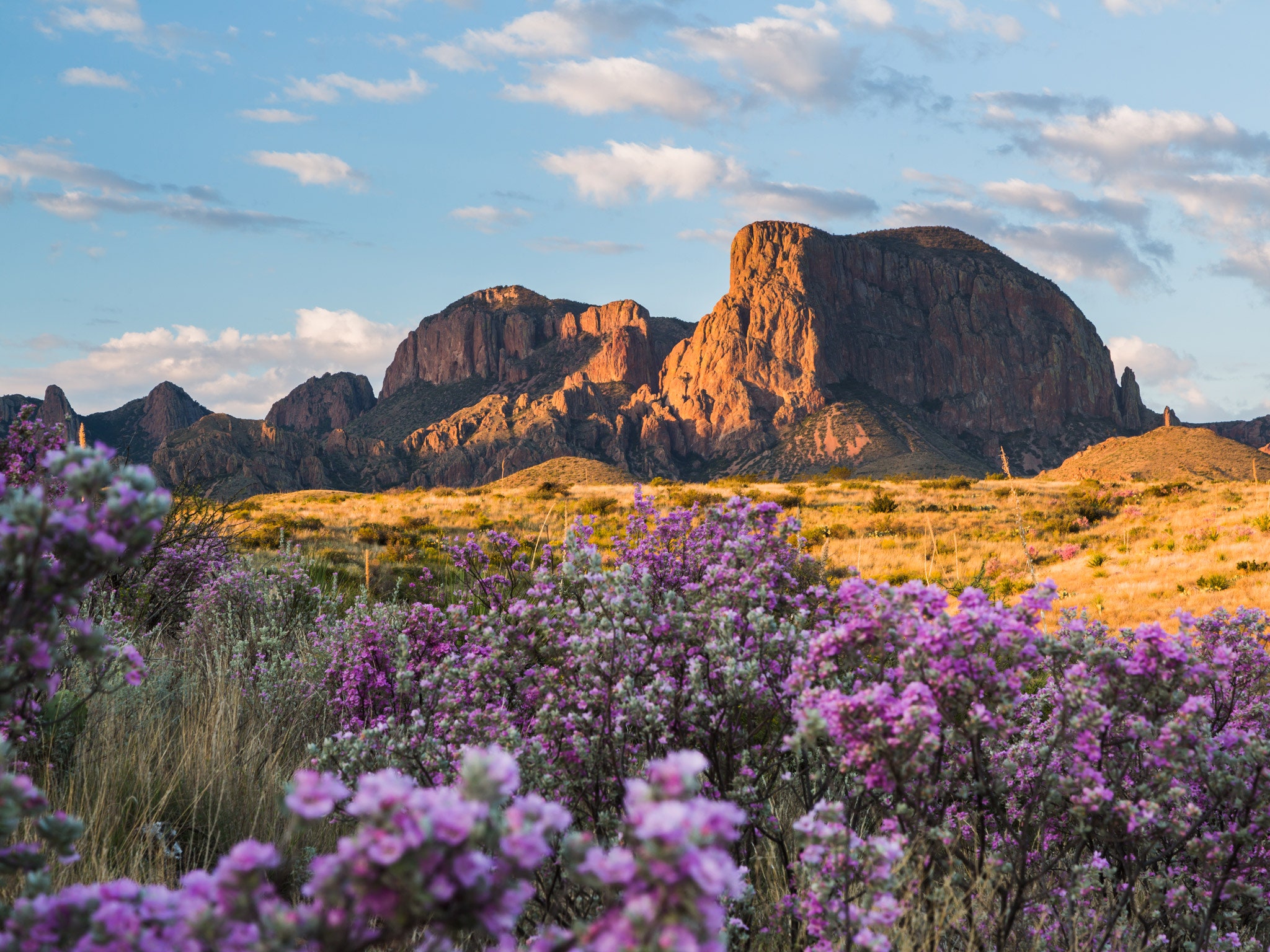 A mountain with some flowers in front of it - Texas