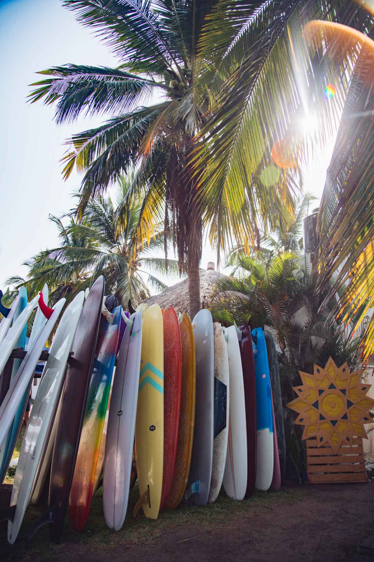 A line of surfboards is displayed under palm trees. - Surf