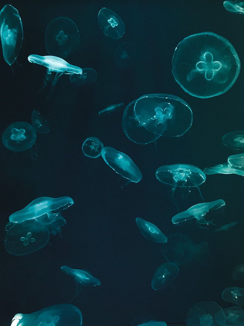 Jellyfish in a dark room with blue light - Underwater