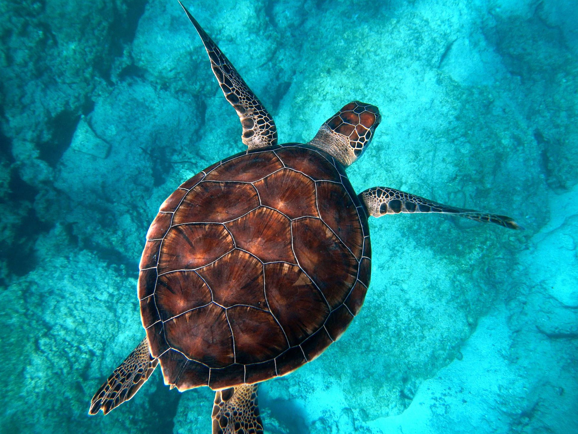 A green sea turtle swims in the crystal clear waters of hawaii - Underwater