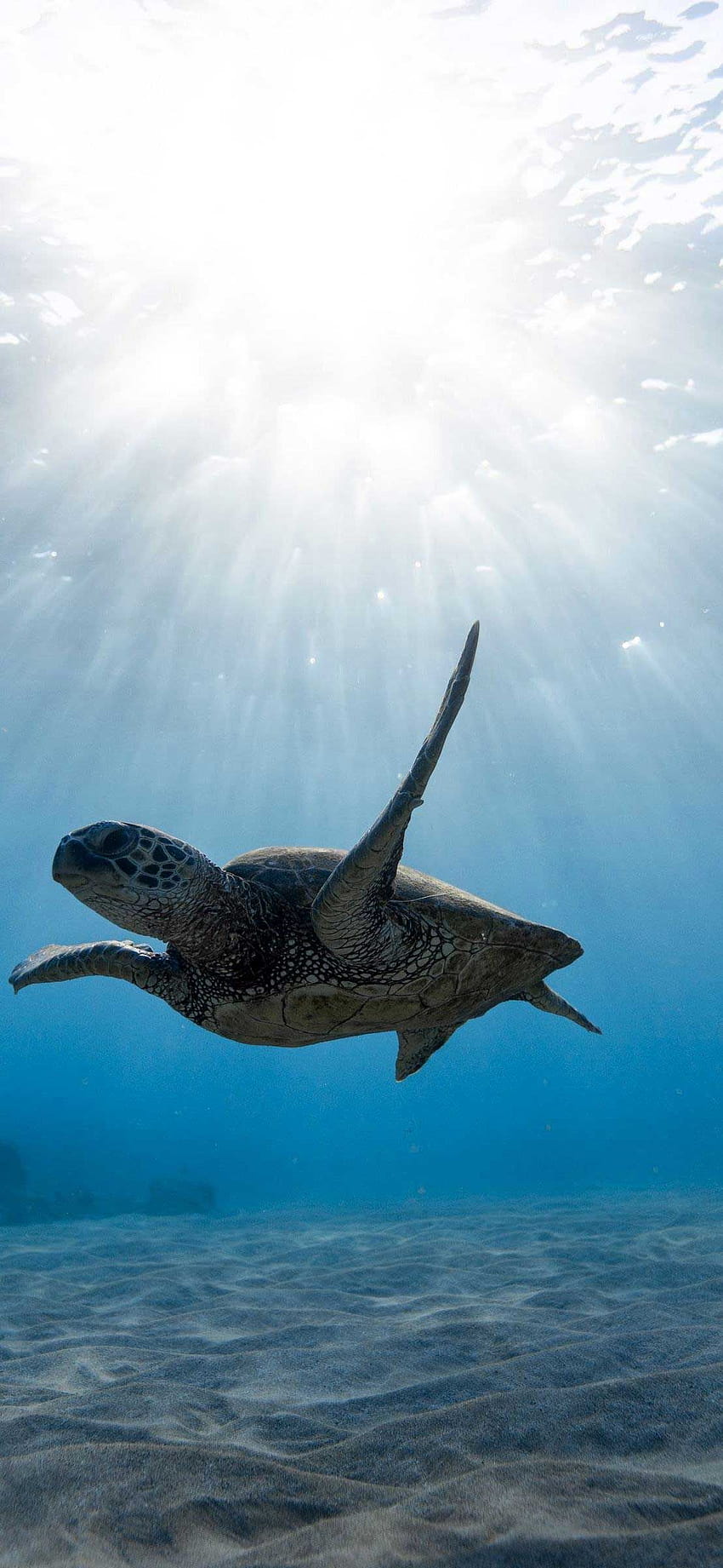 A turtle swimming in the ocean - Underwater