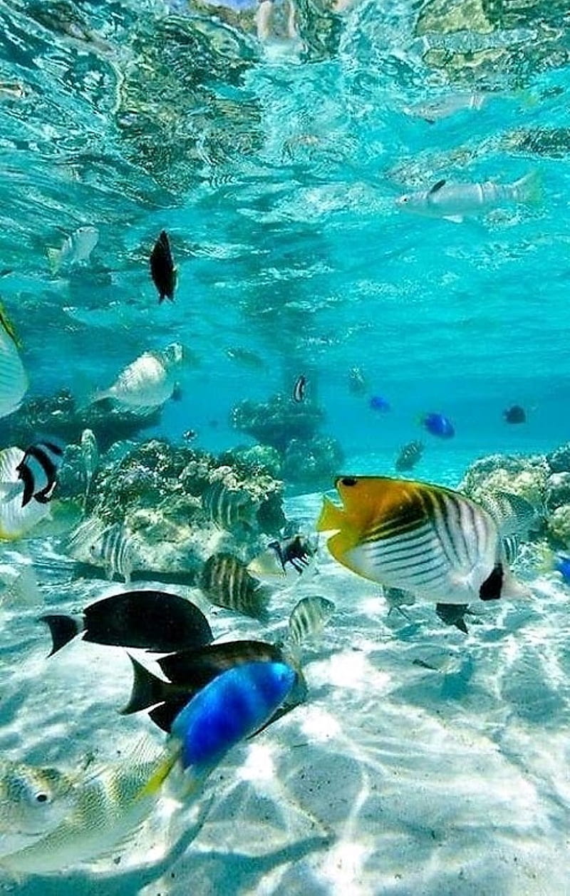 A school of fish swimming in the ocean. - Underwater