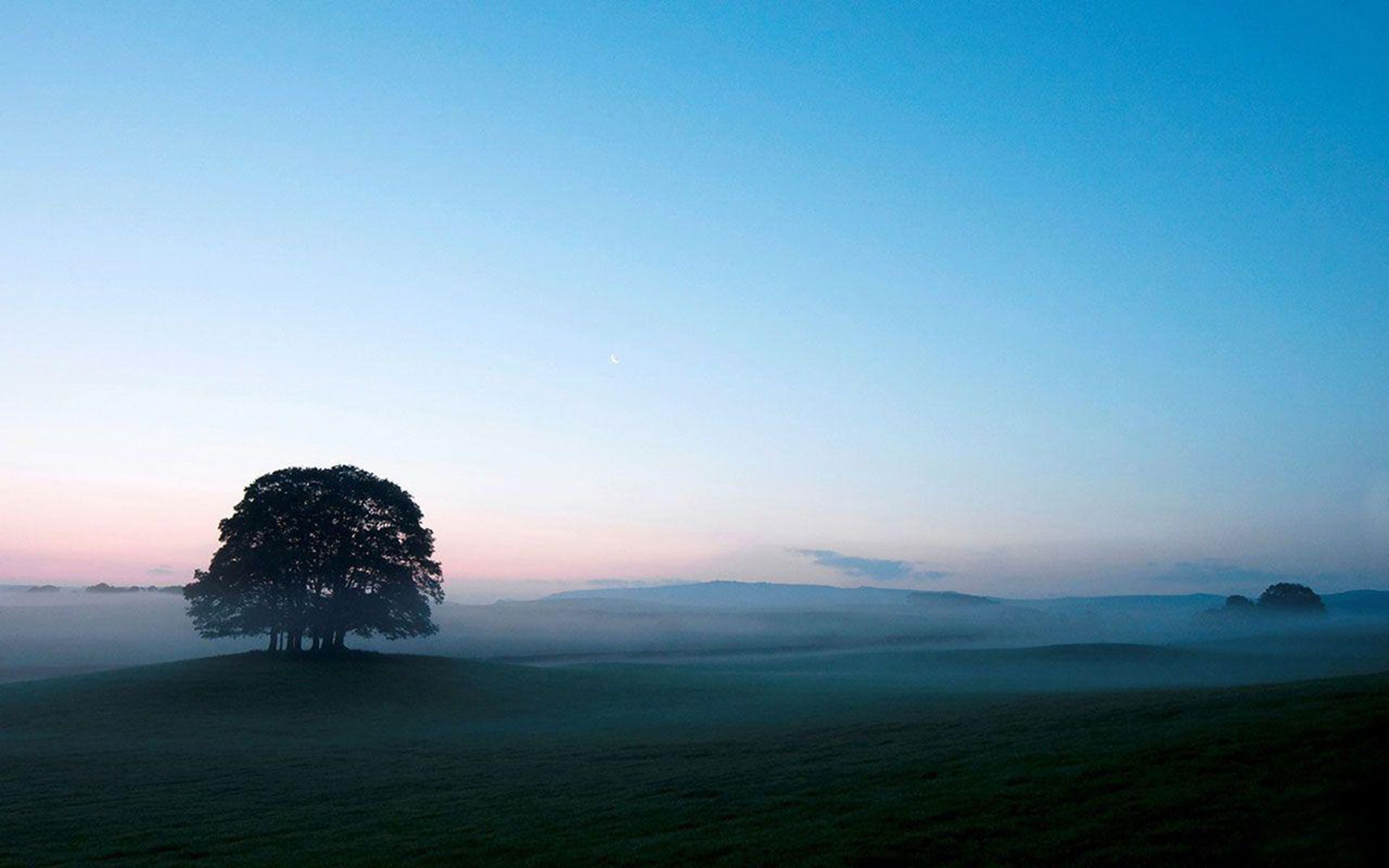 A lone tree in a field with a misty blue sky - Landscape, scenery, nature