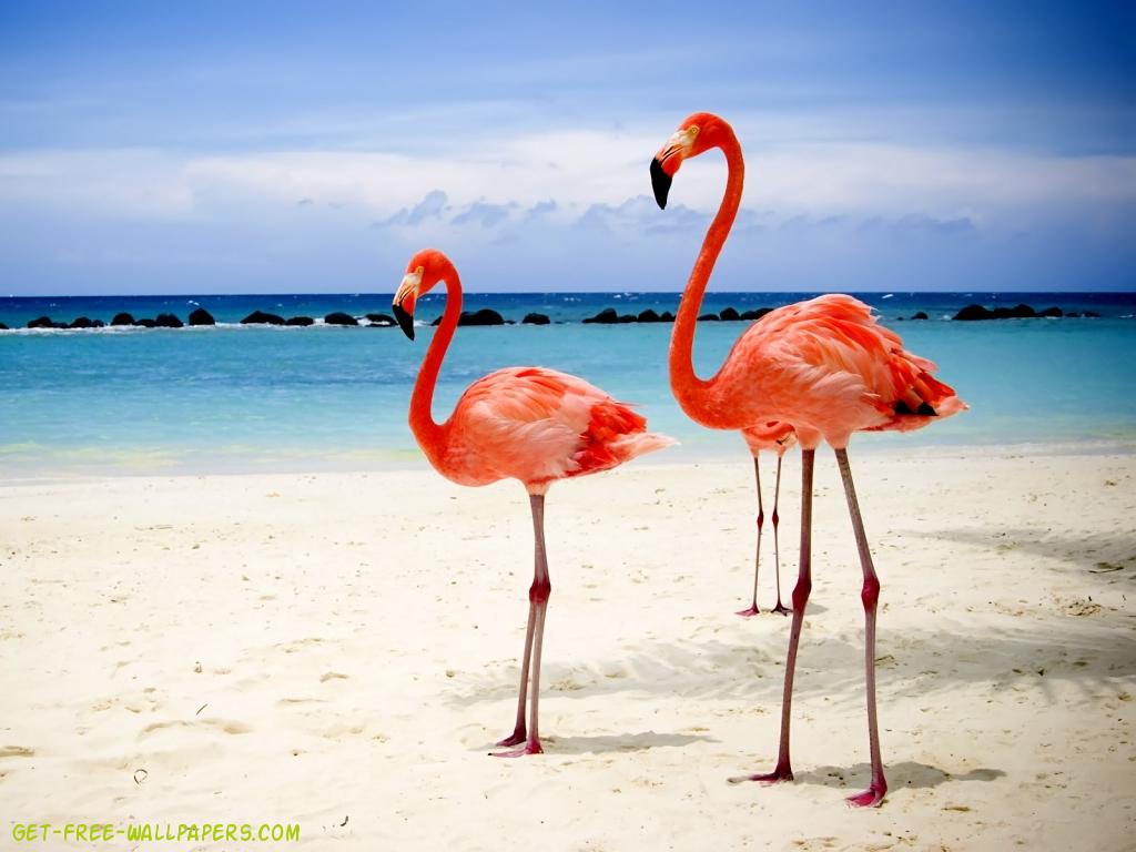 Two flamingos on the beach wallpaper - Flamingo