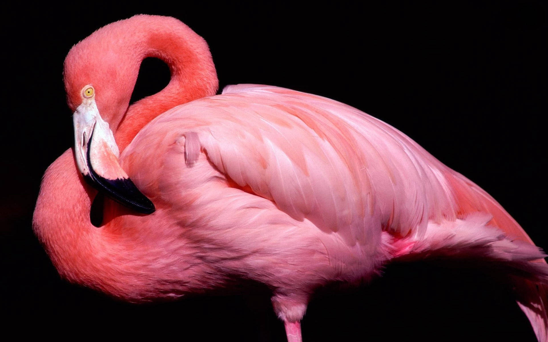 Download Black And Pink Aesthetic Flamingo Animal Wallpaper