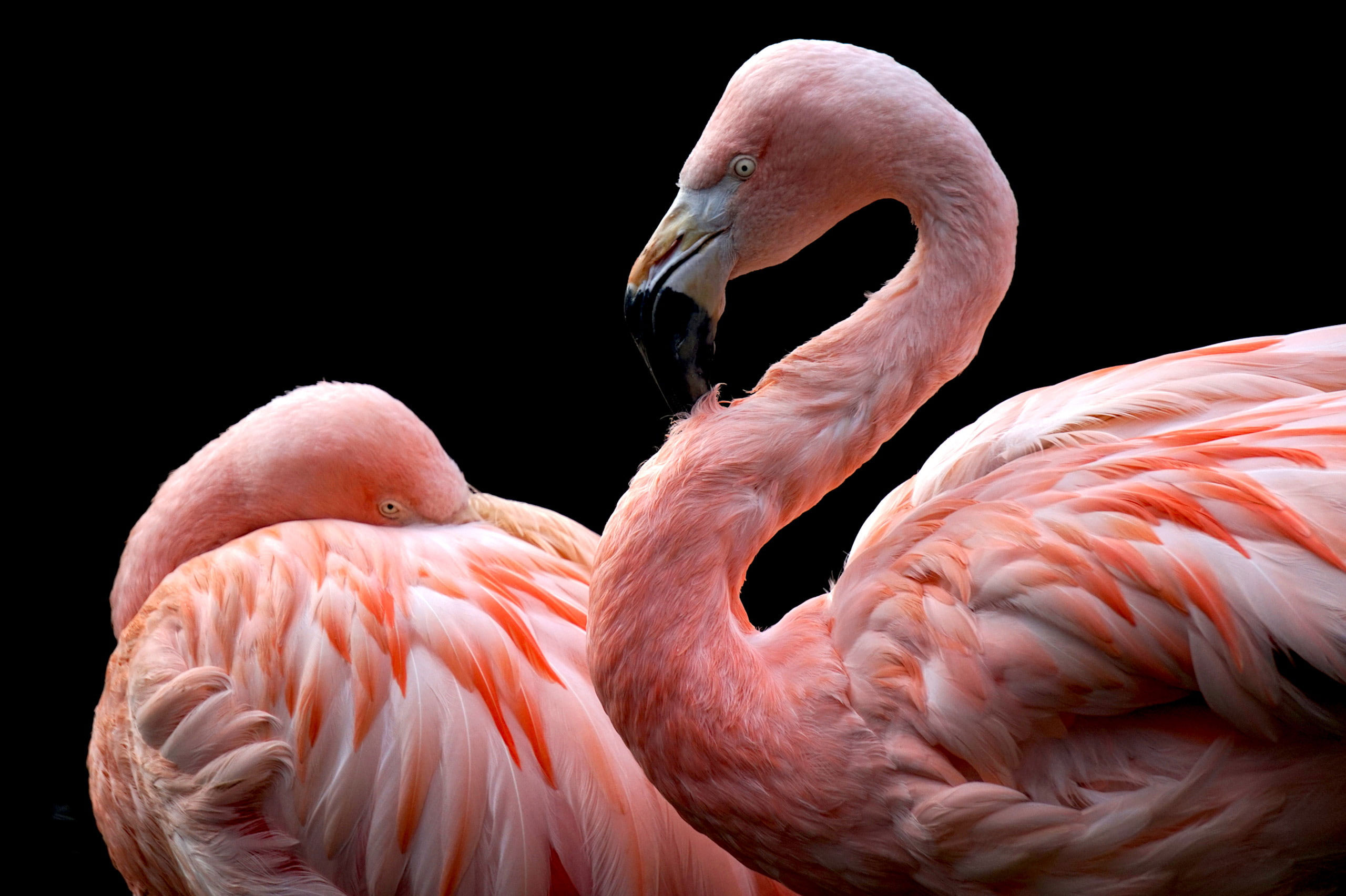 Two pink flamingos are standing in front of a black background. - Flamingo
