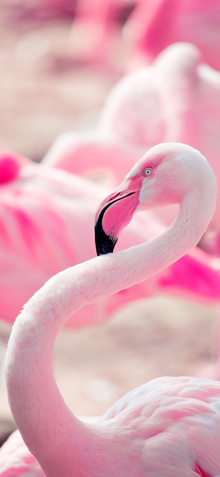 Aesthetic pink flamingo bird wallpaper. Pink flamingos birds, Pink flamingos, Fancy flamingo
