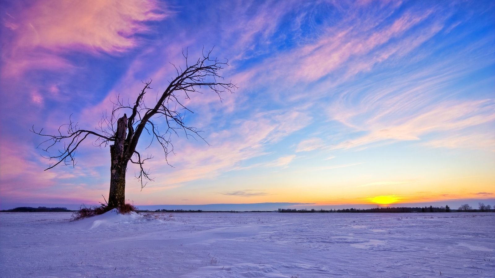 A tree in a snowy field with a sunset in the background - Landscape