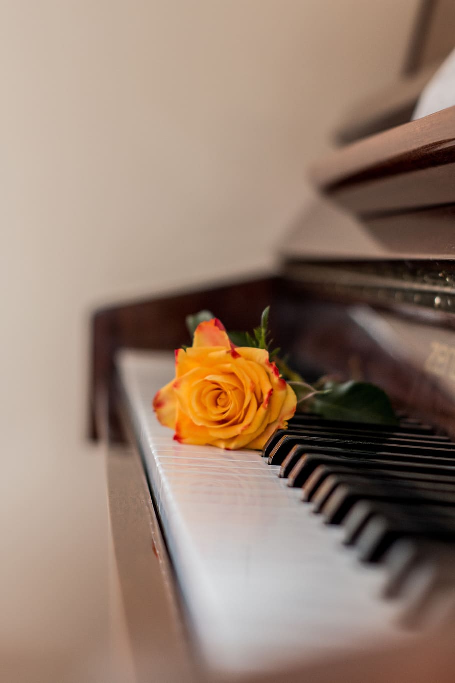 A single rose is placed on top of the piano - Piano
