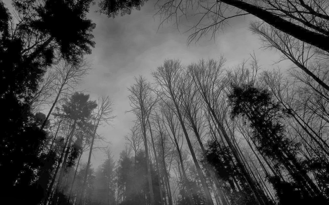 Black and white photo of a forest - Landscape, scenery