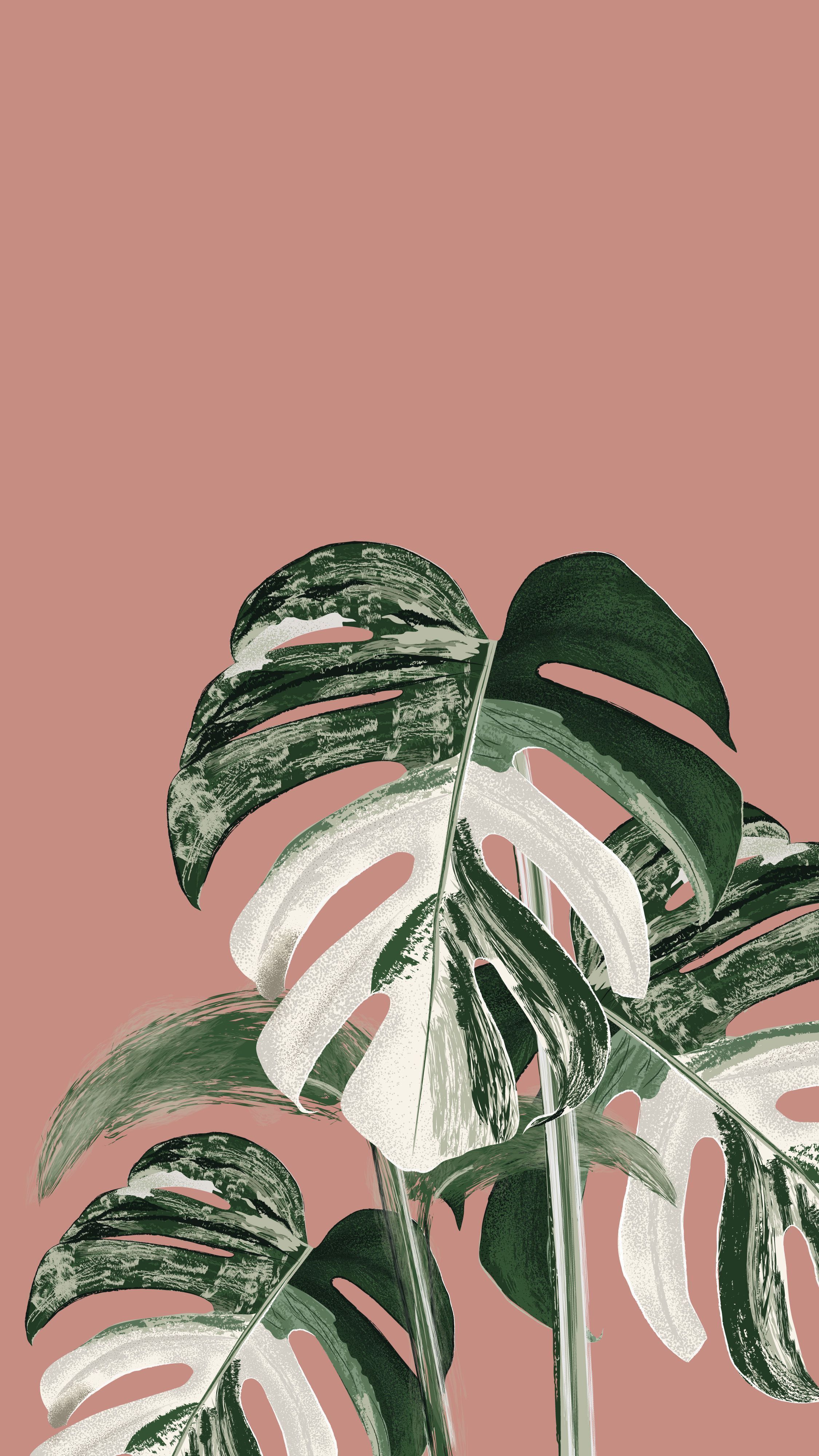 A large leafy plant sitting in front of pink background - Monstera