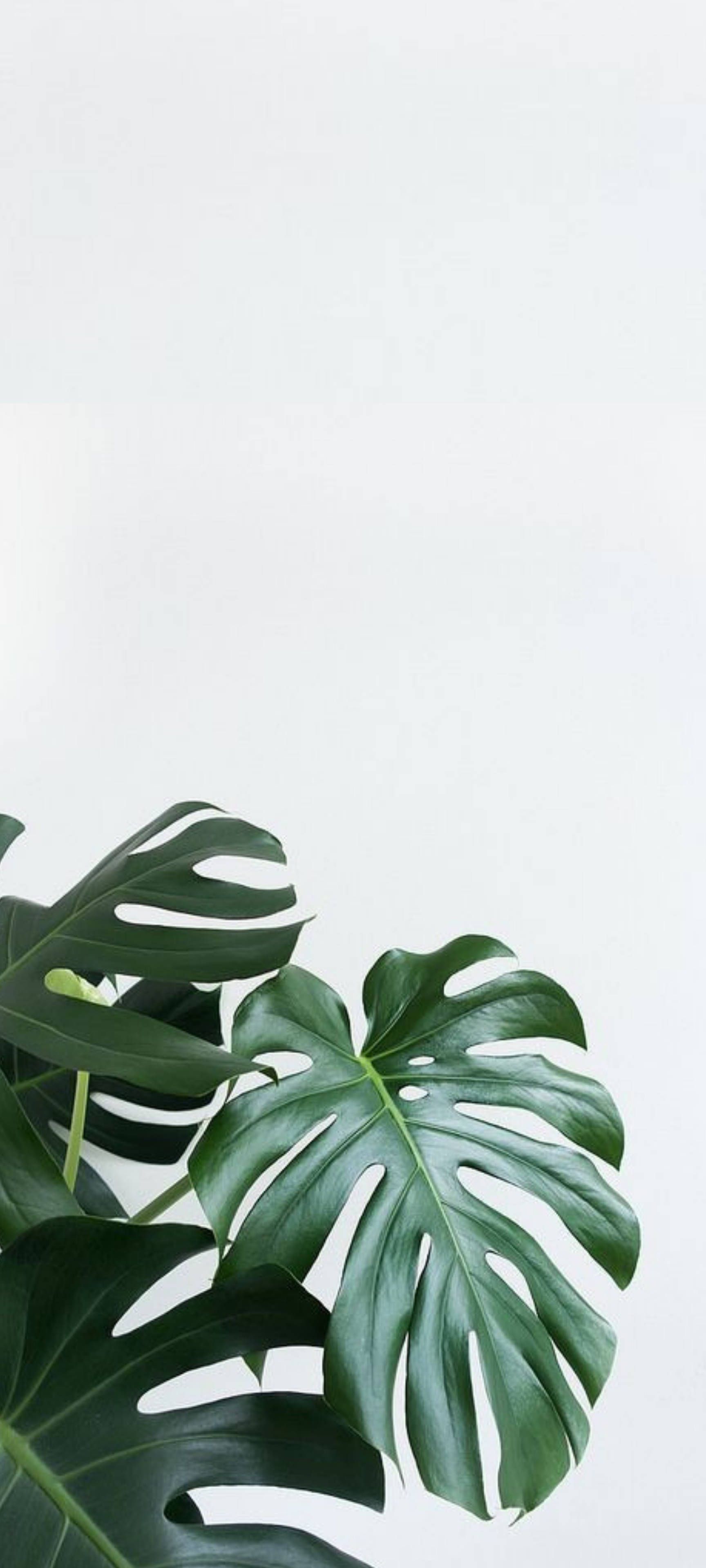 Download Monstera Leaves iPhone Wallpaper