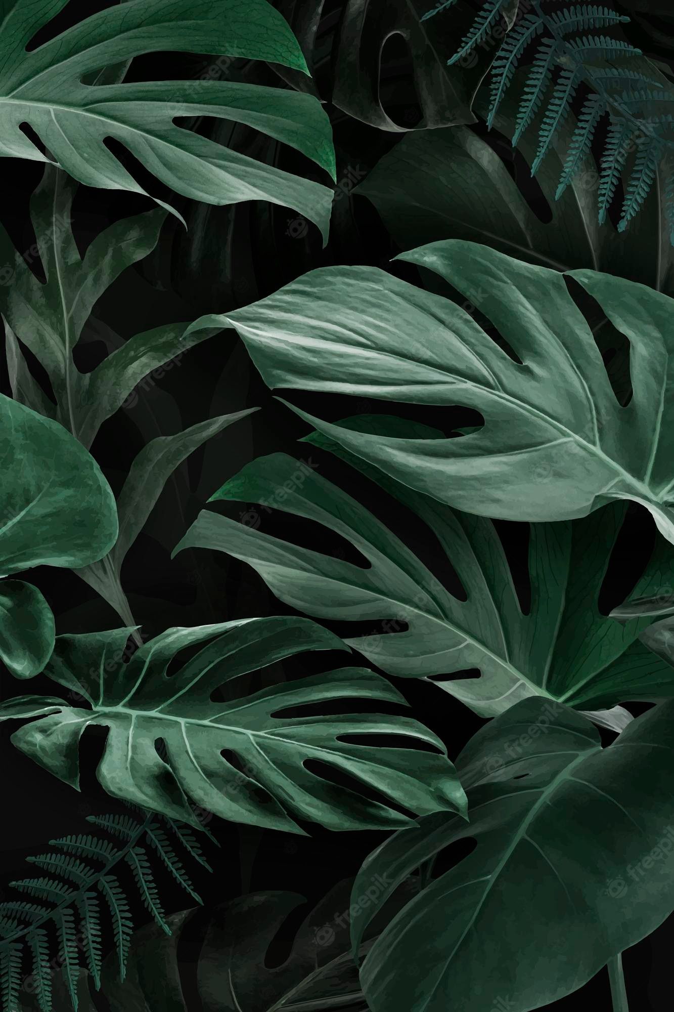 A photo of green leaves on black background - Monstera, plants, leaves, tropical, nature