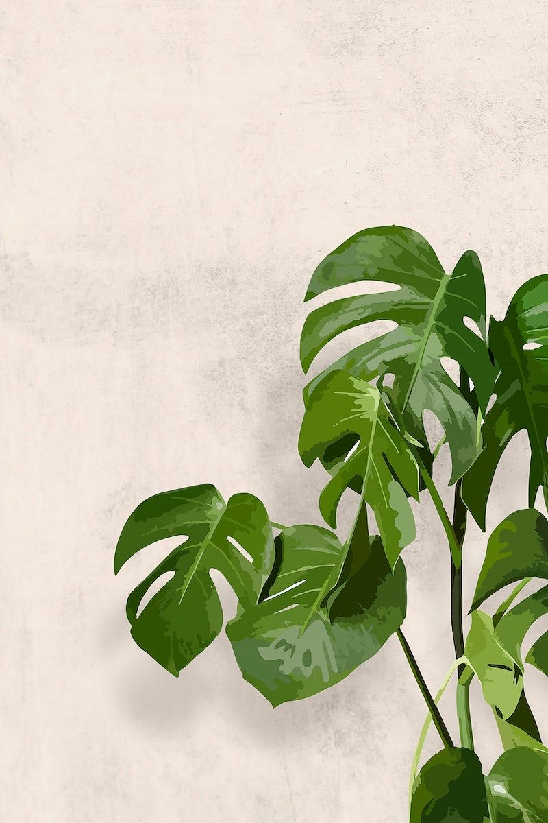 A green plant is sitting on top of the wall - Plants, Monstera
