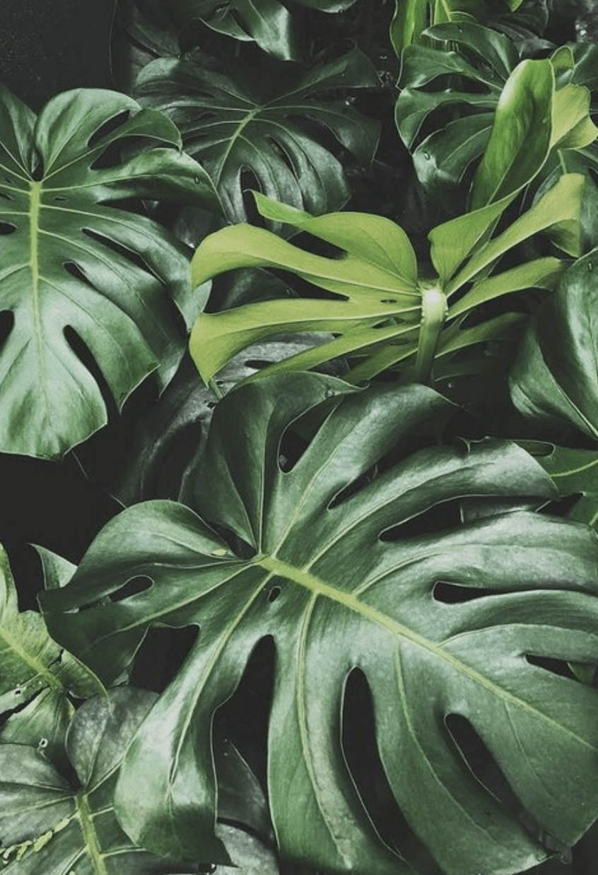 monstera plant decoration for outdoor. iphone wallpaper background aesthetic. Plants, Plant aesthetic, Plant photography