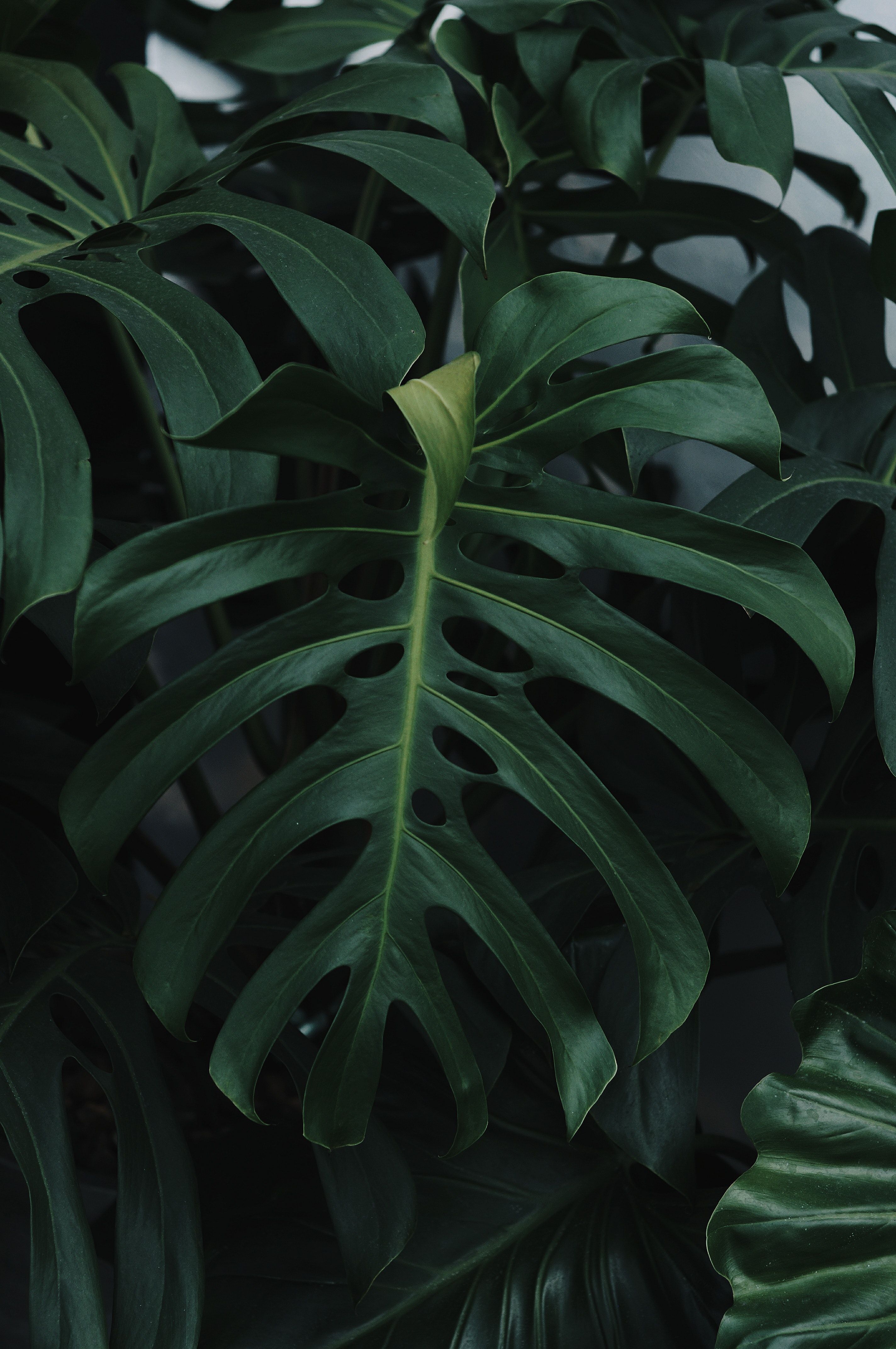 A close up of some green leaves - Monstera