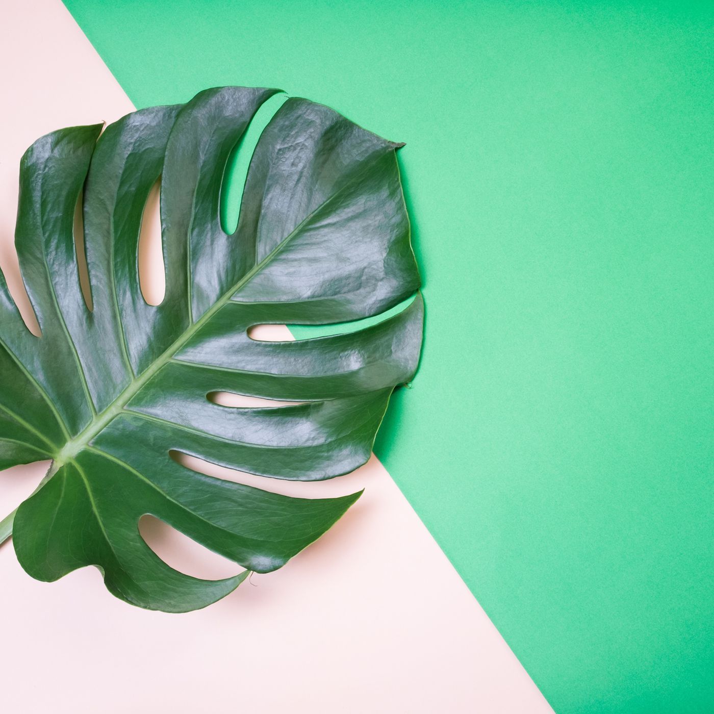 A green leaf on top of two different colored backgrounds - Monstera