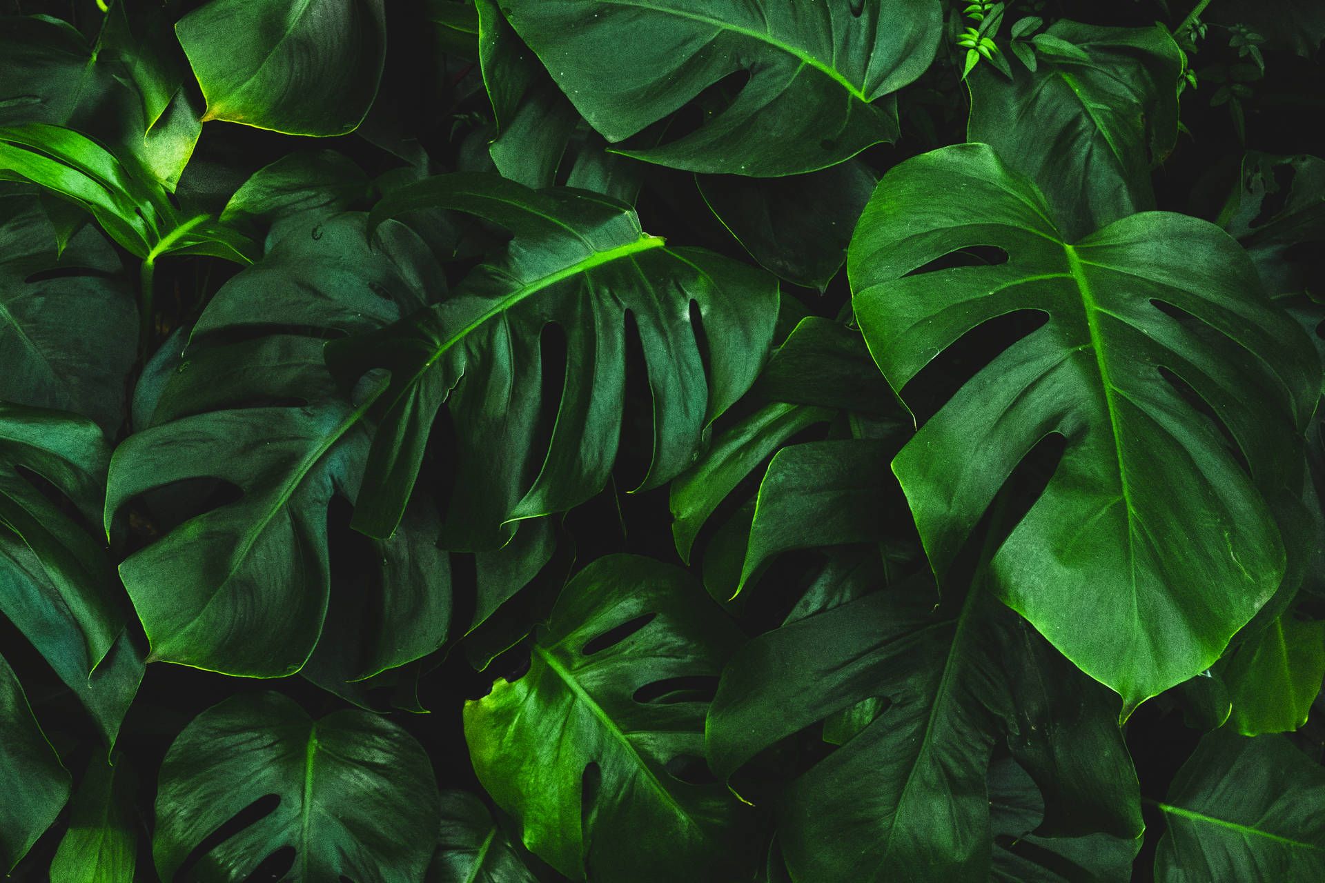 A close up of green leaves on the wall - Monstera