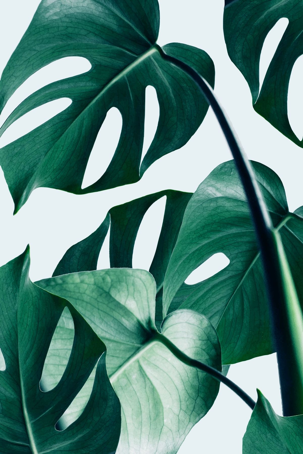 A close up of a monstera plant with a white background - Monstera