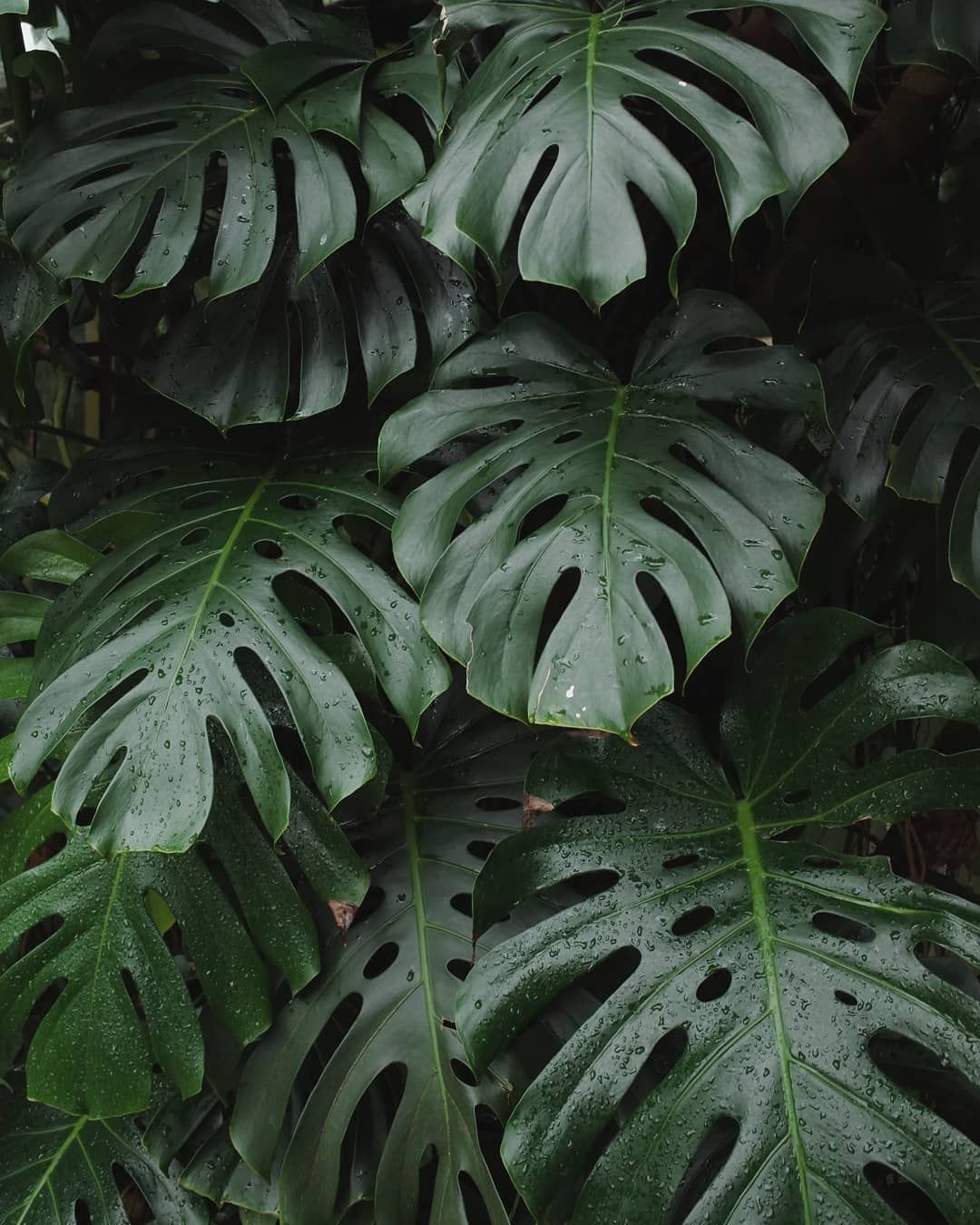 Monstera. Plant wallpaper, Rose trees, Plants