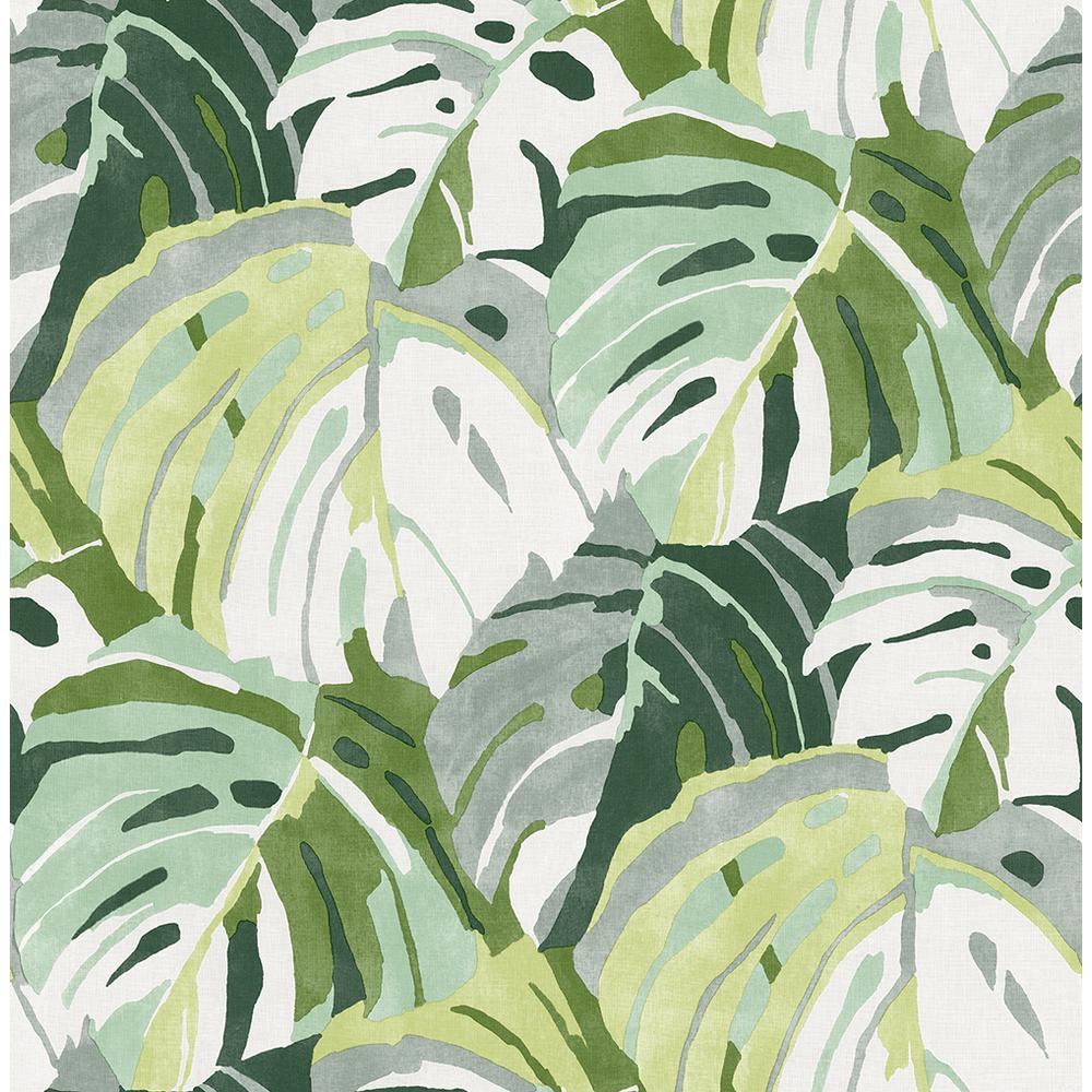 A white background with large green leaves - Monstera
