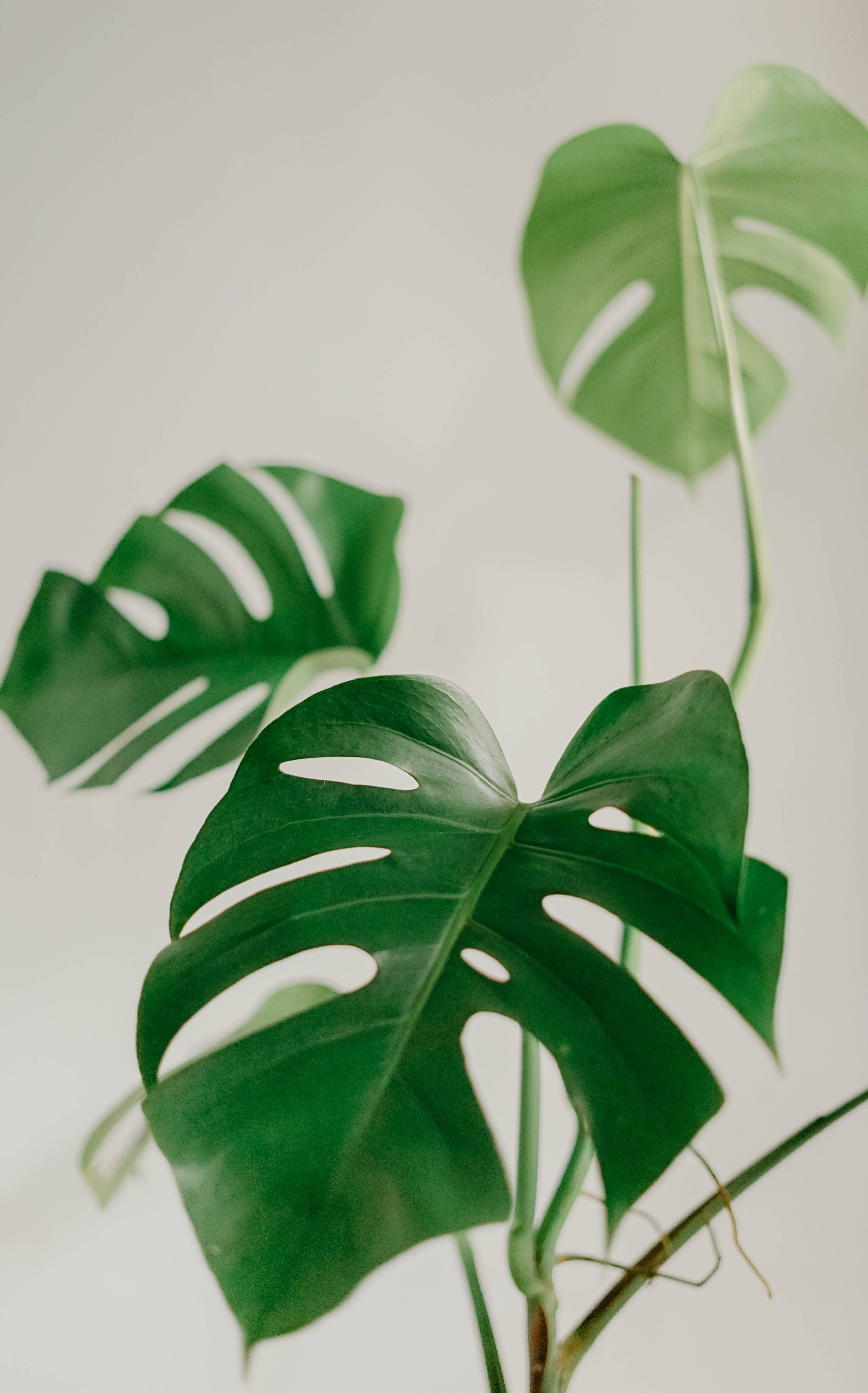 A large green leafy plant sitting in front of white background - Monstera