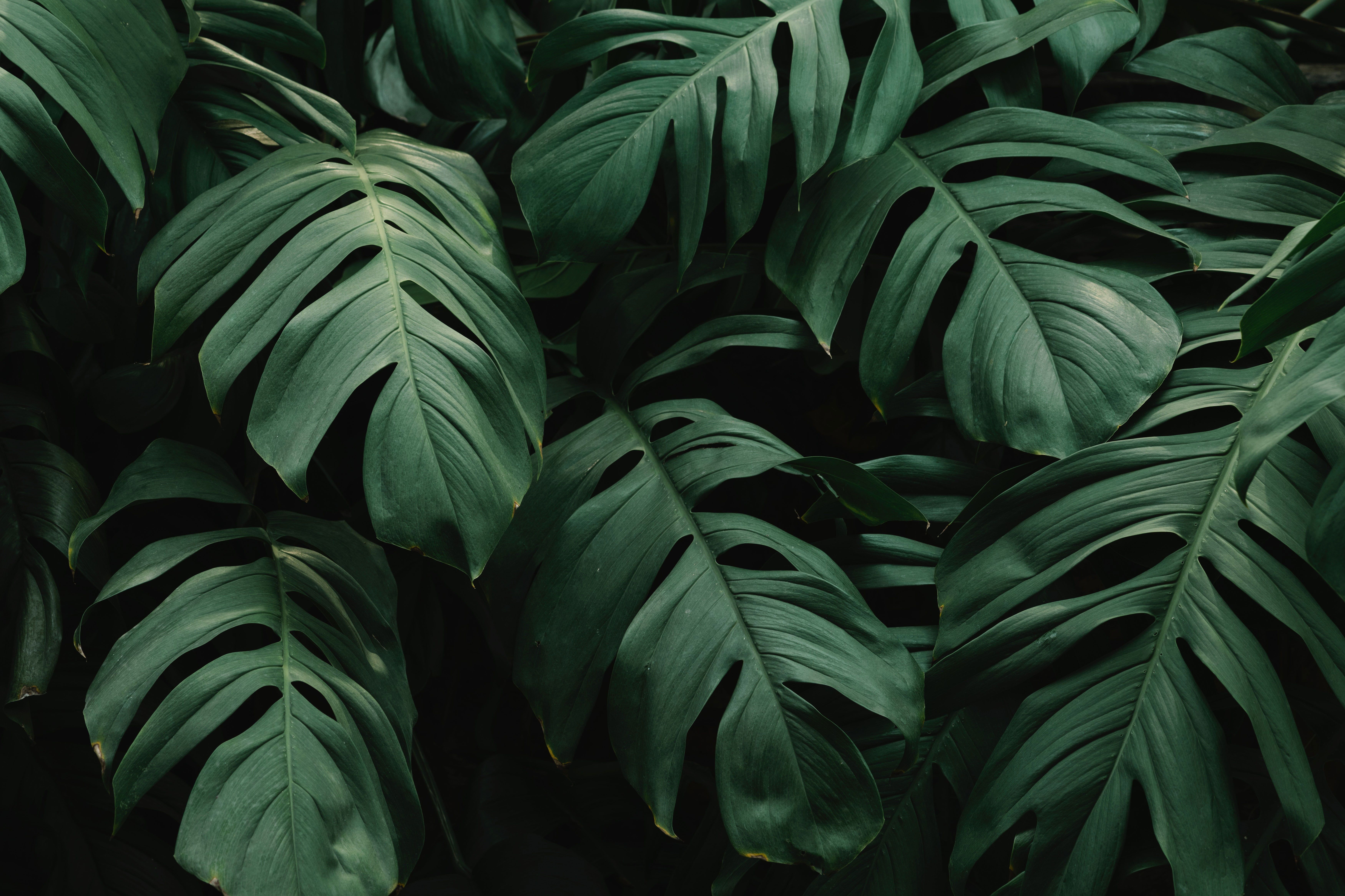 A close up of some green leaves - Leaves, Monstera, jungle