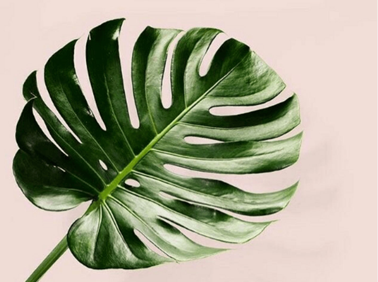 A green leaf on top of pink background - Monstera