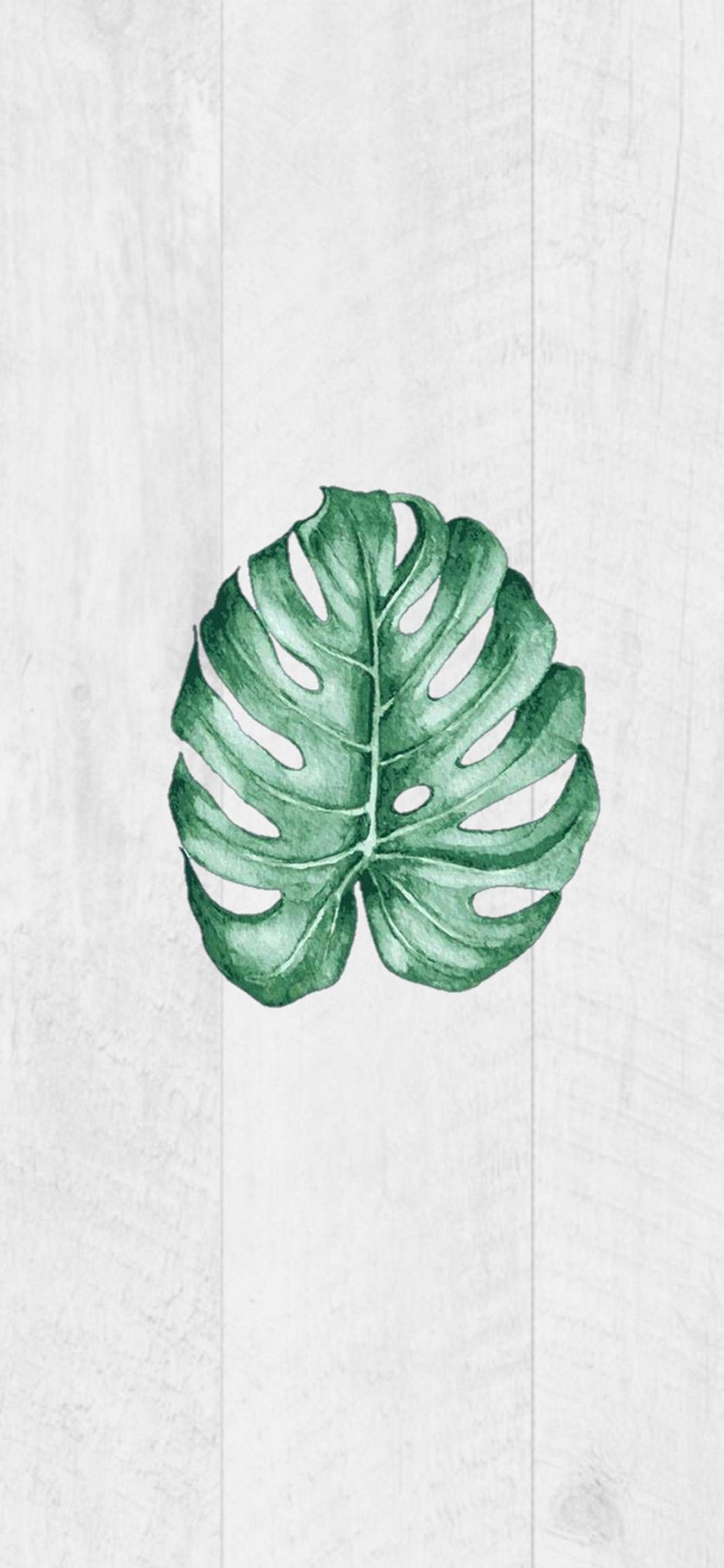 A green leaf is on top of white wood - Monstera