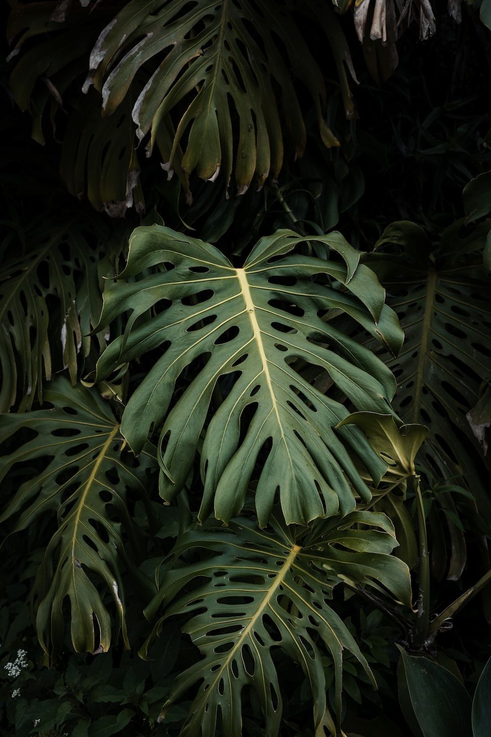 A large green leafy plant with a dark background - Monstera