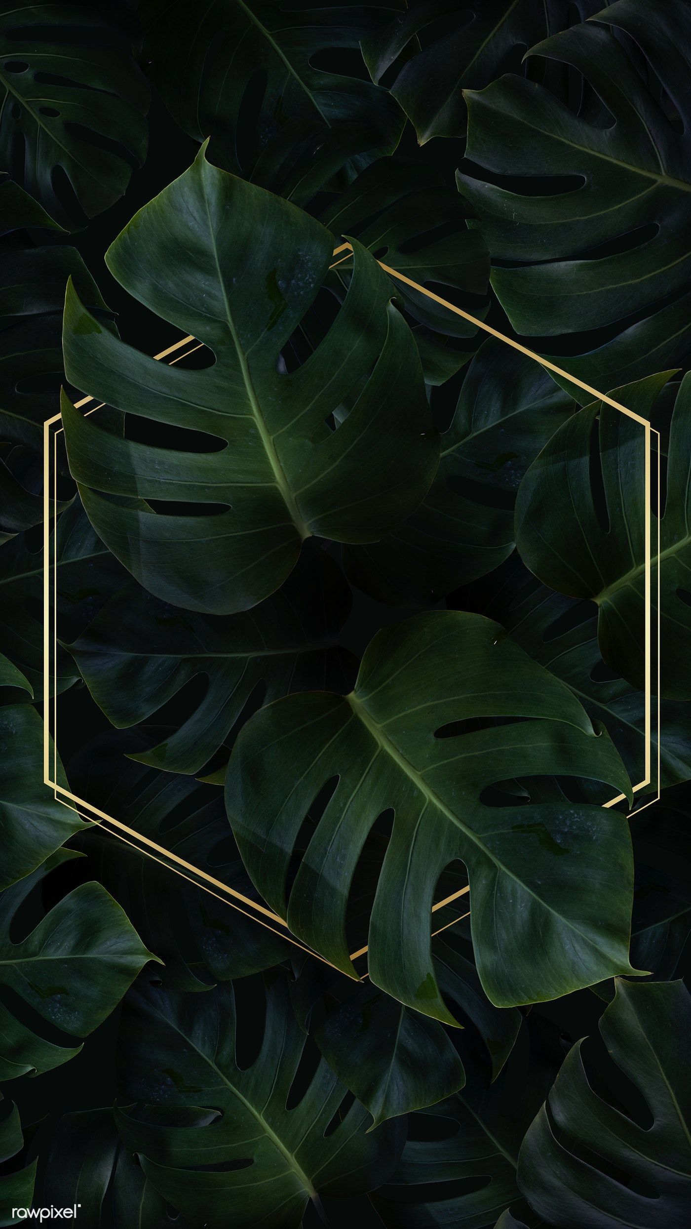 A green leafy background with gold frame - Monstera