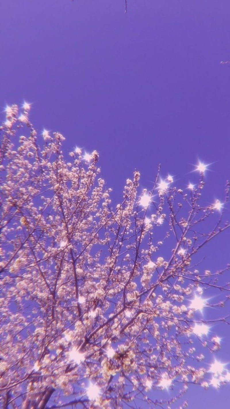 Aesthetics Blossoms, aesthetic, cherry blossom, dream, HD phone wallpaper