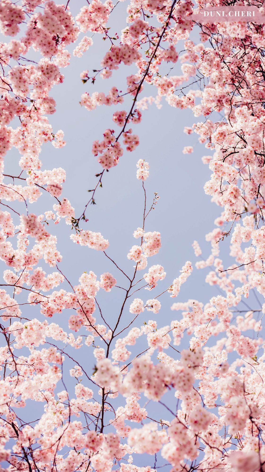 Cherry Blossom Aesthetic Phone Wallpaper