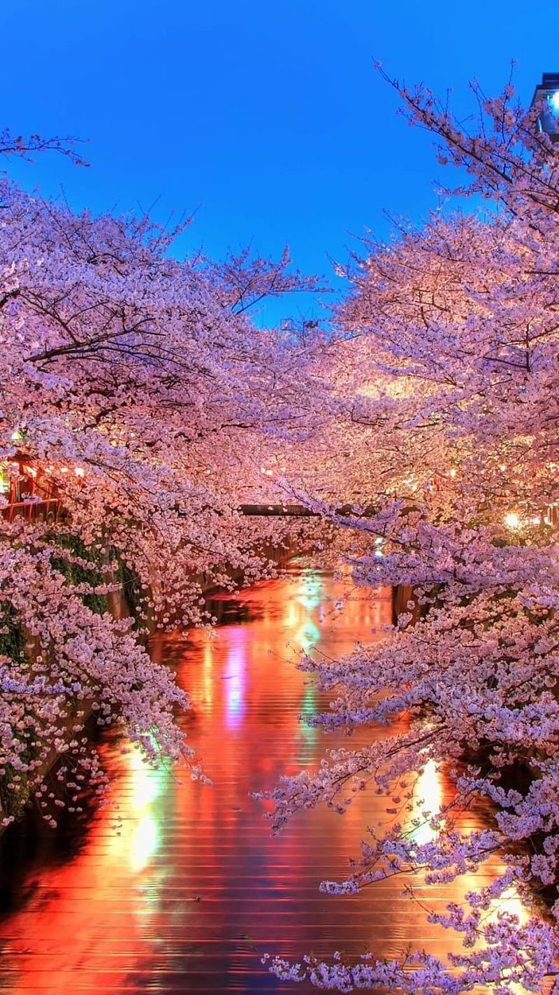 Cherry blossoms along a river at night - Cherry blossom, cherry, river