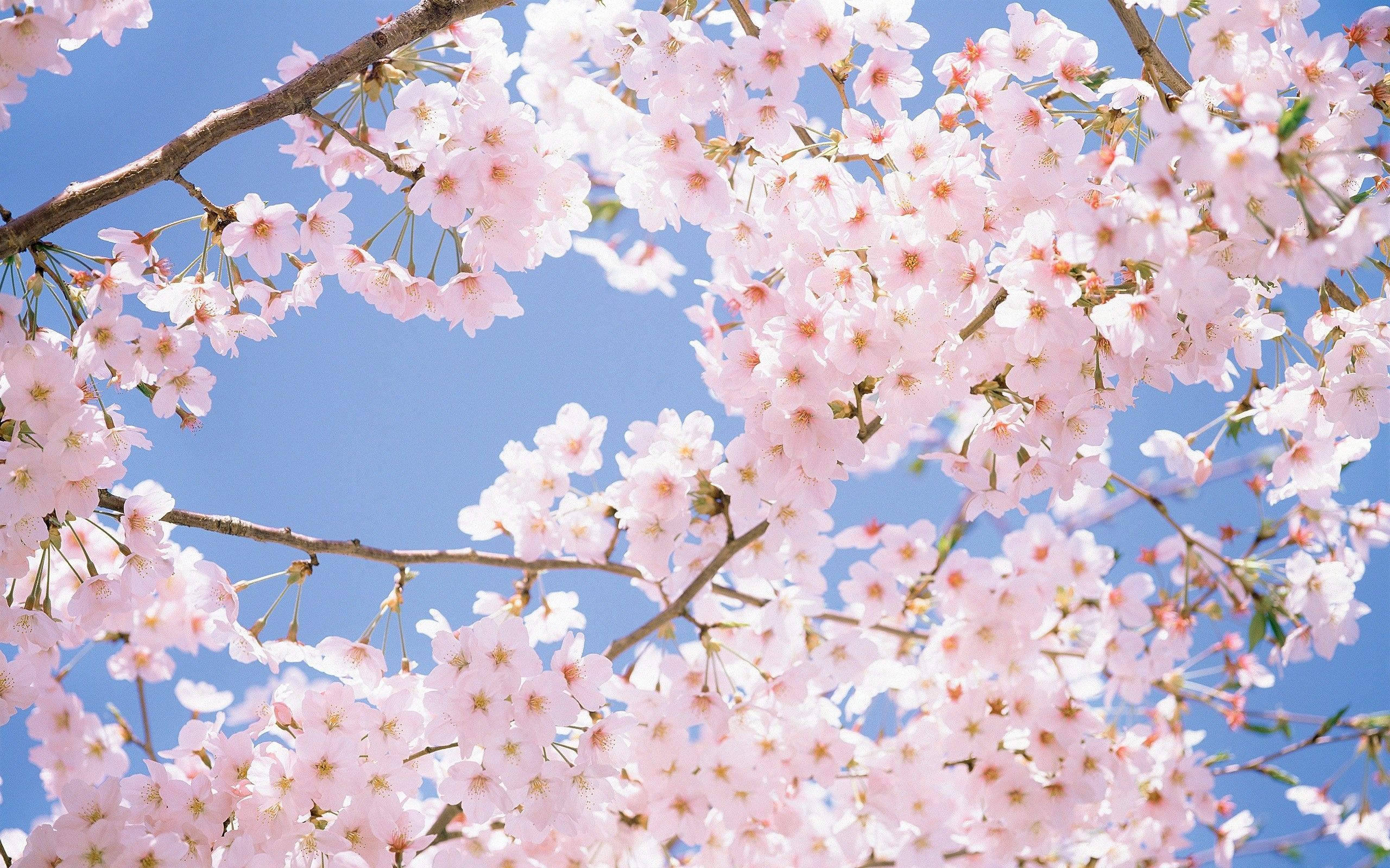 A tree with pink flowers against a blue sky. - Cherry blossom, cherry