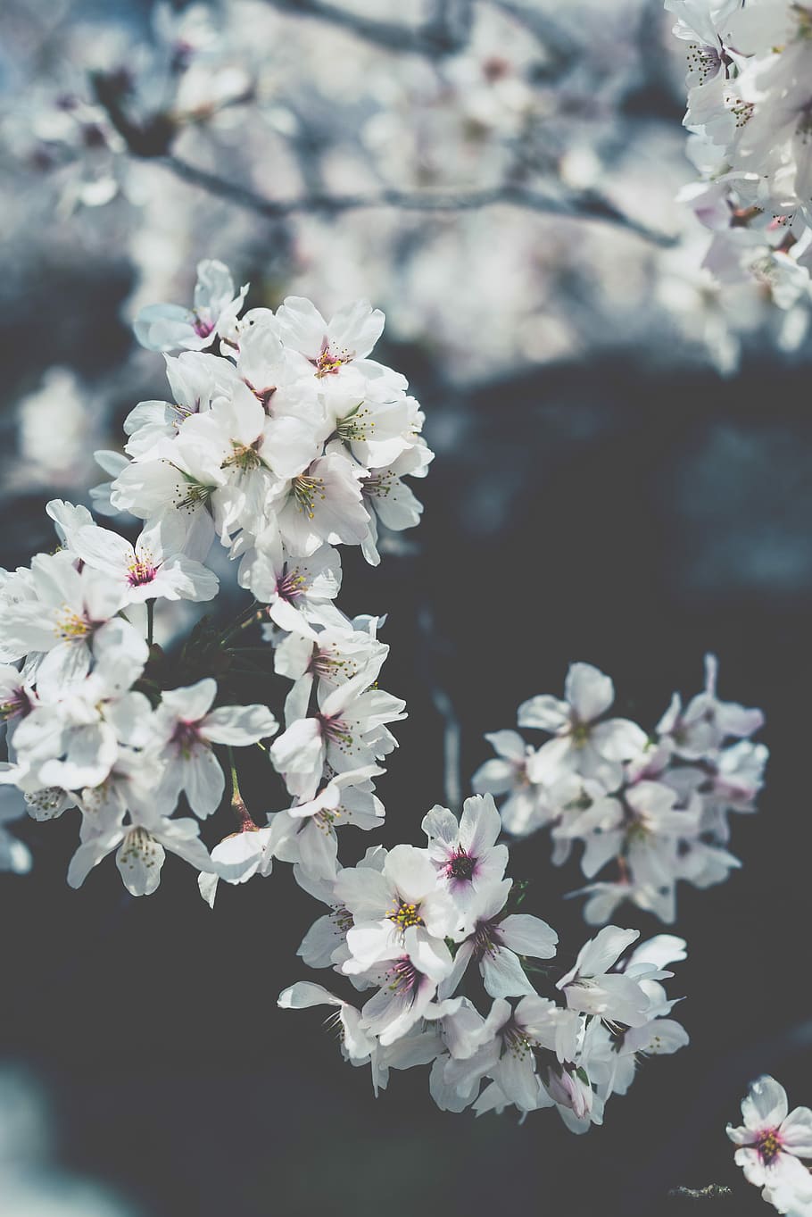 HD wallpaper: white flowering plant, close up photo of white cherry blossoms in bloom