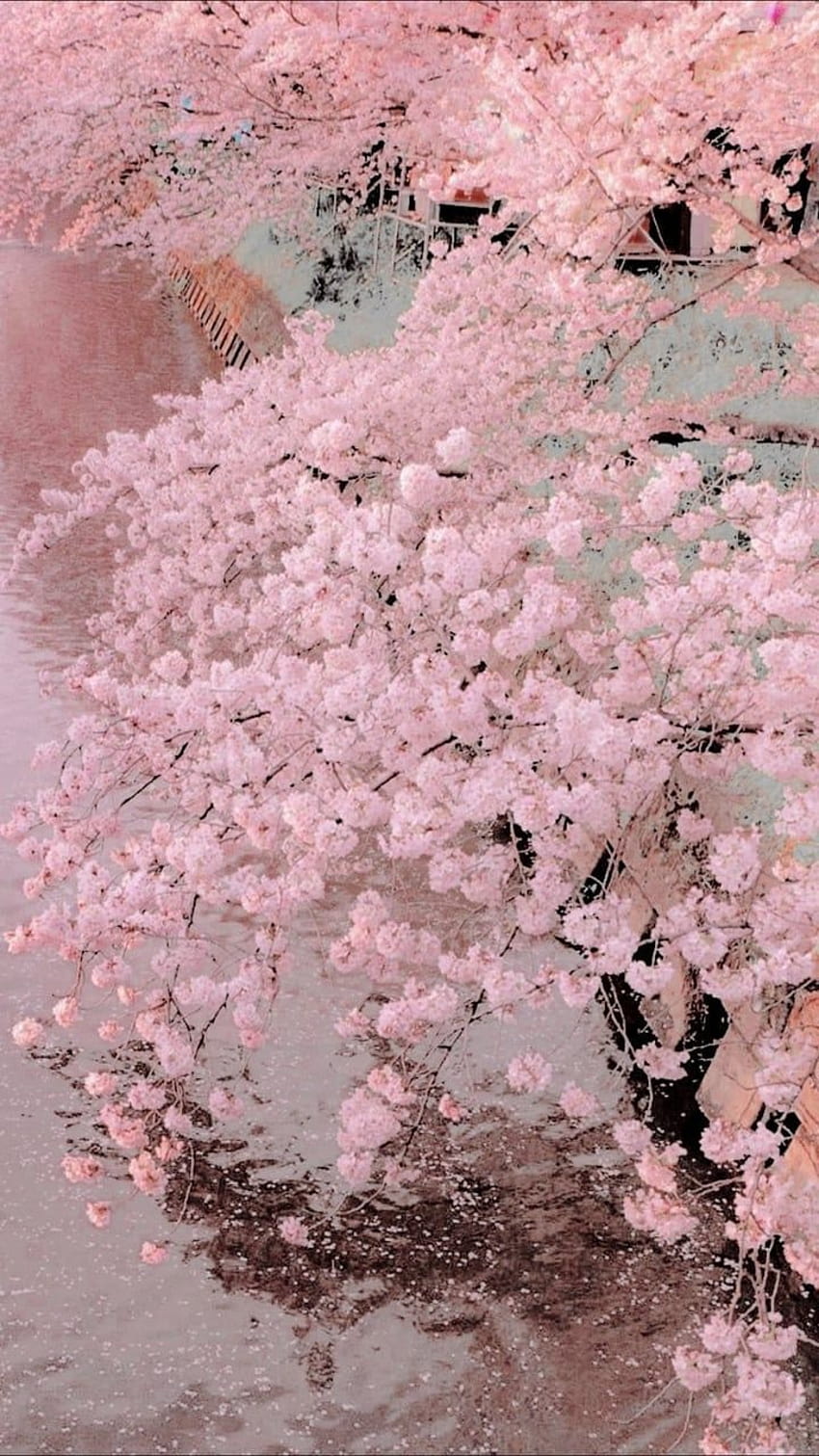 A pink tree is in the water - Cherry blossom