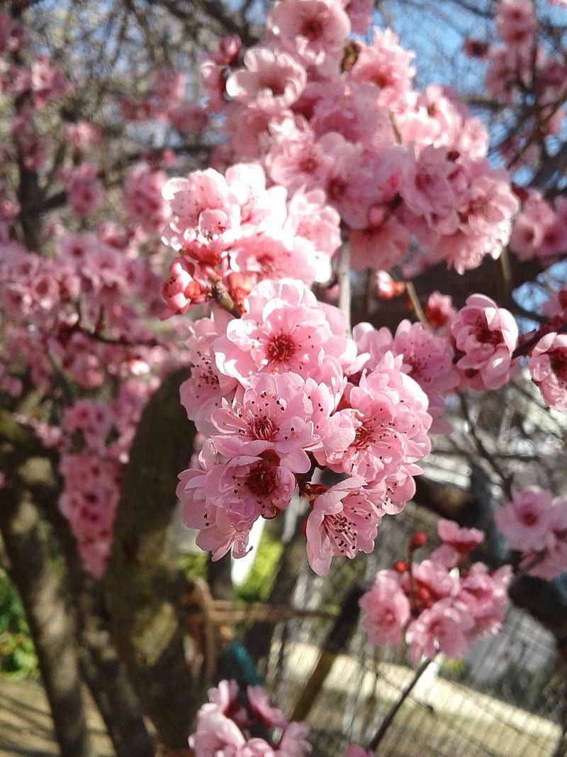 A tree with pink flowers in the sun - Cherry blossom