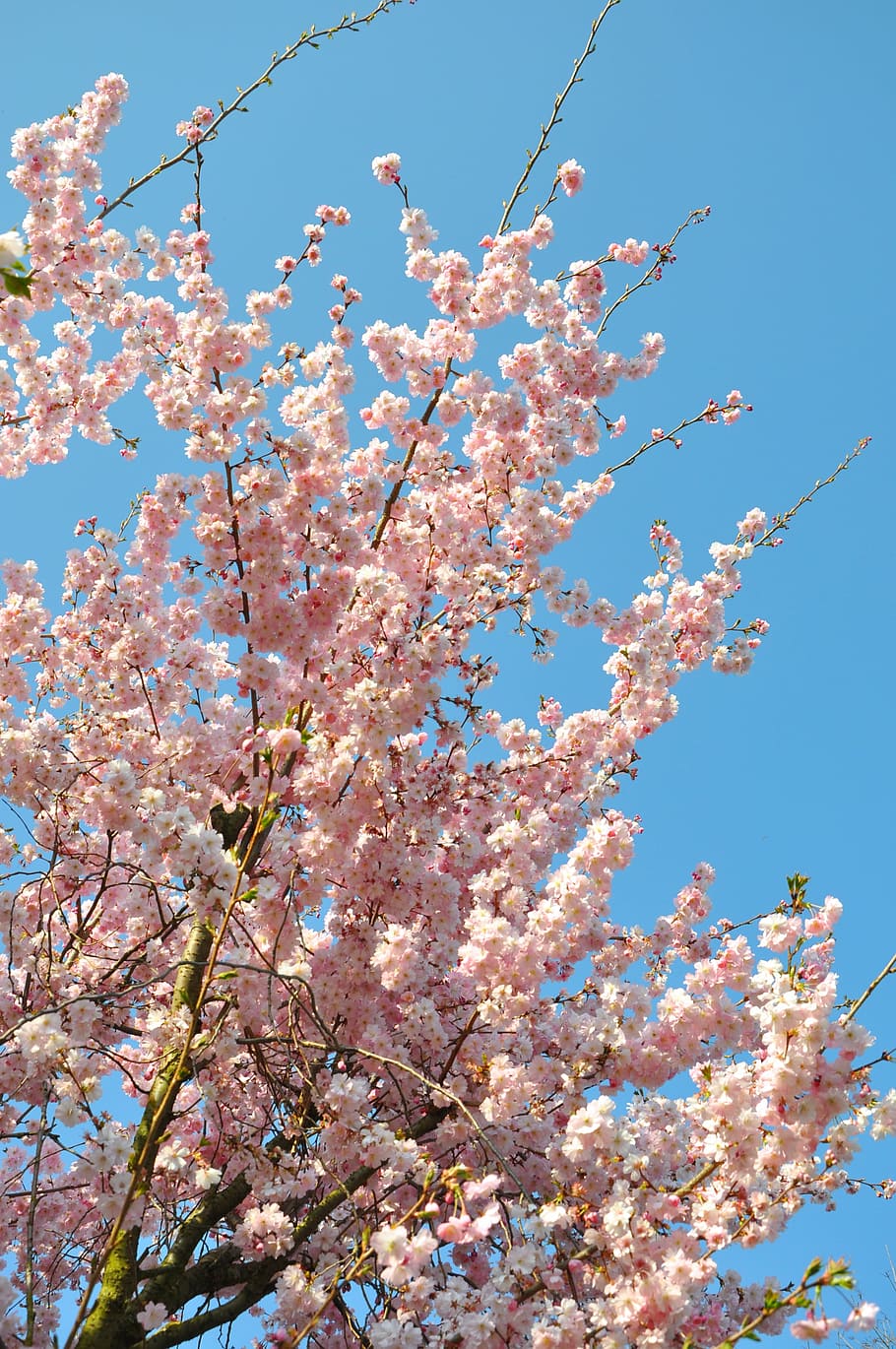 HD wallpaper: almond blossom, aesthetic, flowers, pink, blue, flowering plant