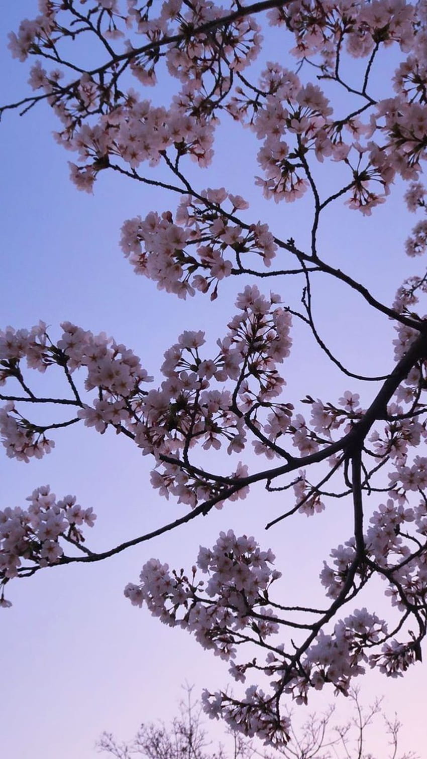 A branch of a tree with pink flowers against a blue sky - Cherry blossom