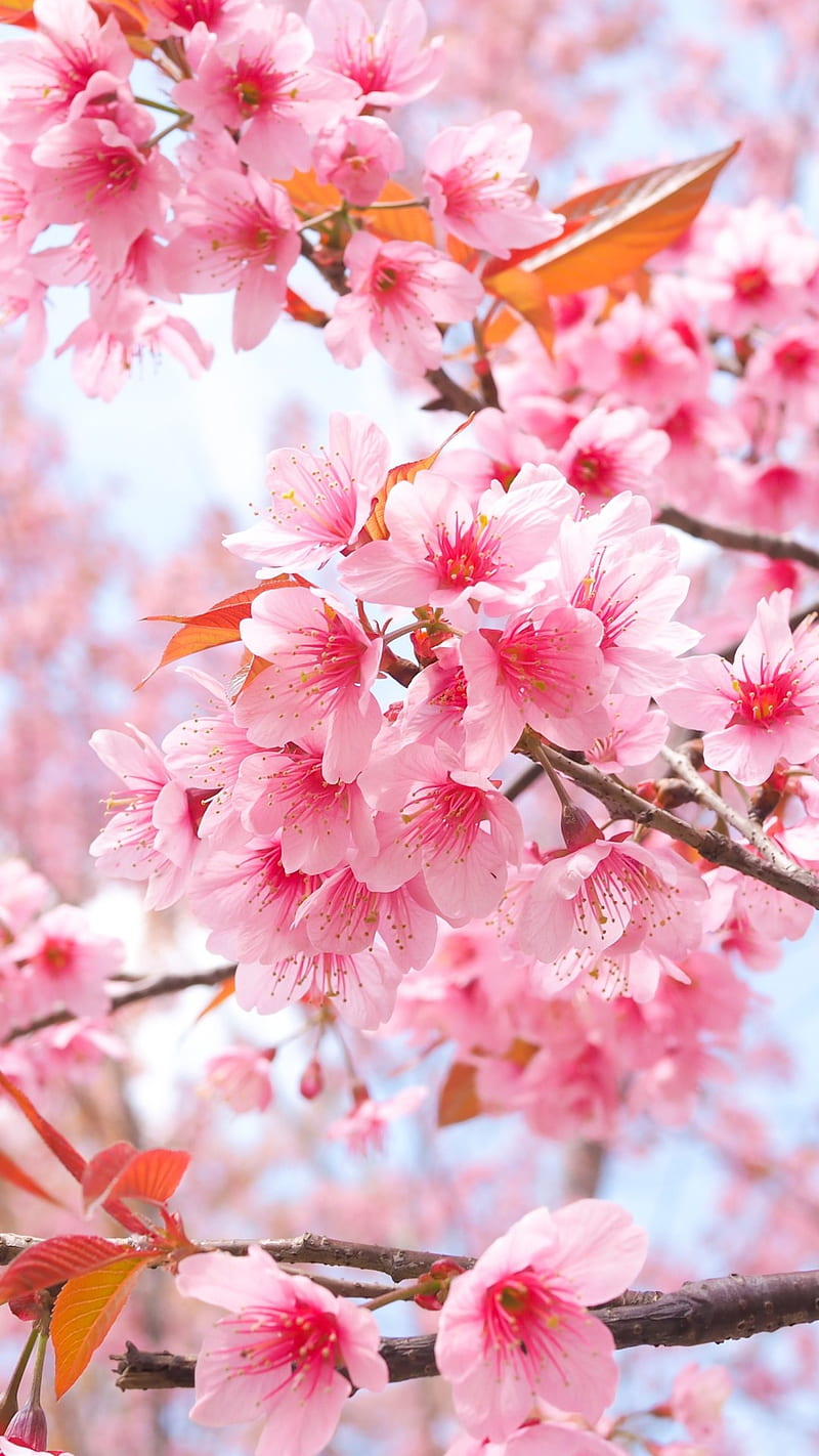 A branch of cherry blossoms with pink flowers - Cherry blossom